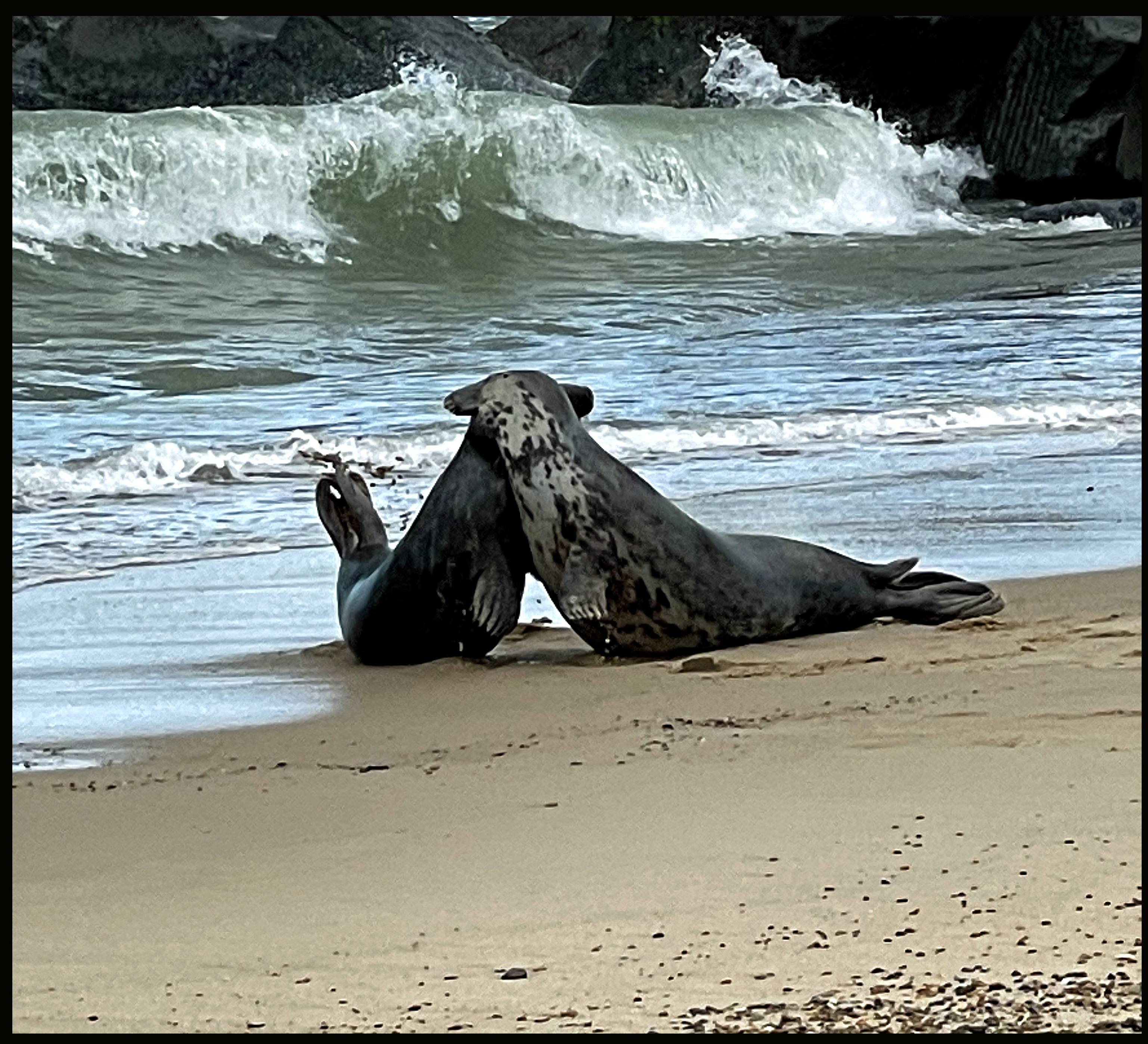Photo of a two seals on a beach