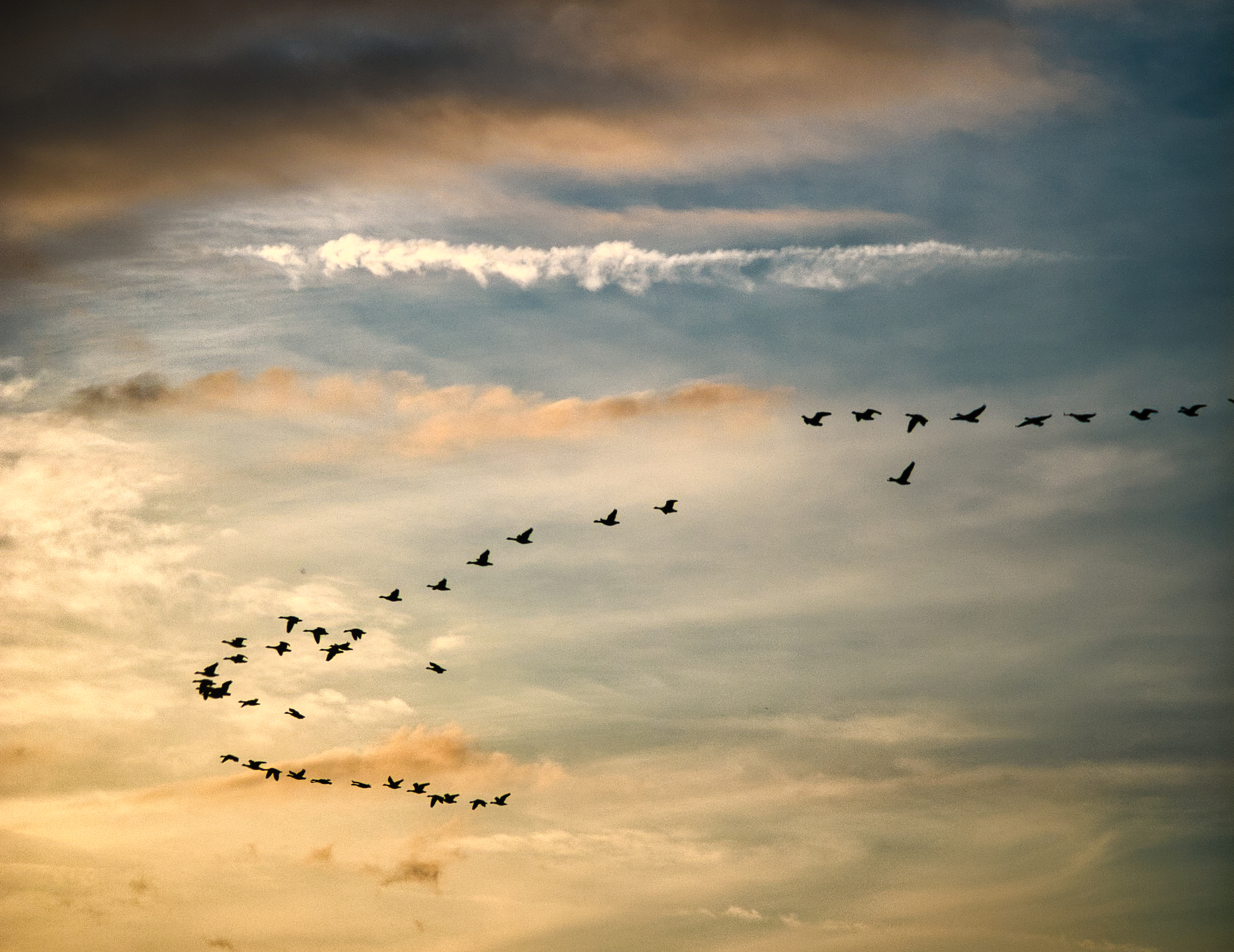 Photo of geese flying in formation