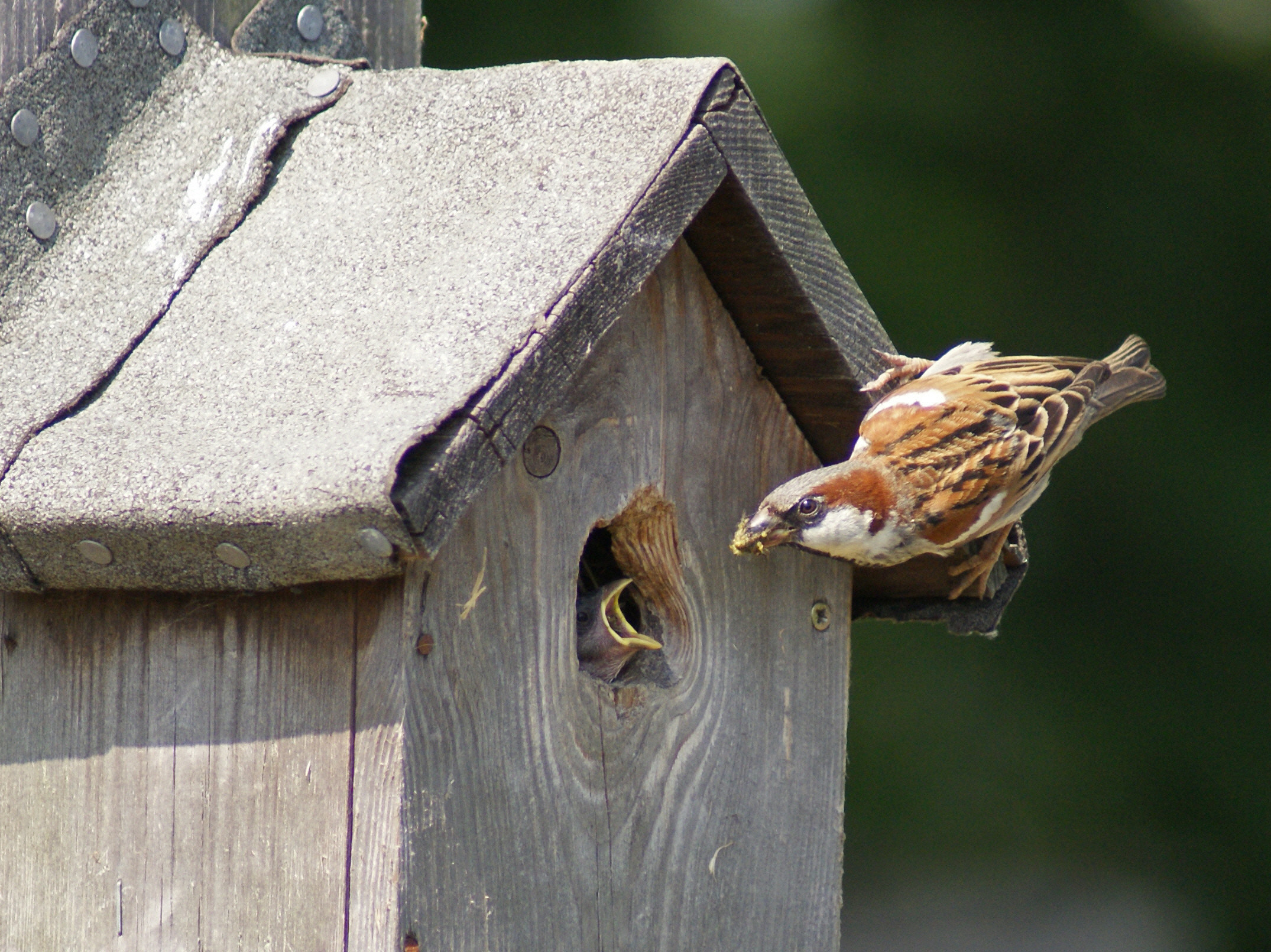 Photo of a sparrow feeding young in a bird box