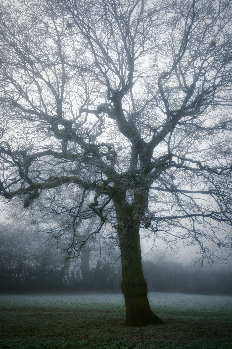 Photo of a tree in the mist