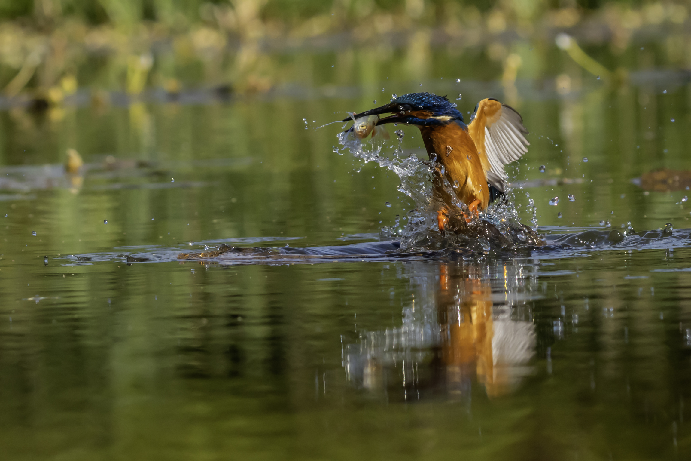 Photo of a kingfisher catching a fish