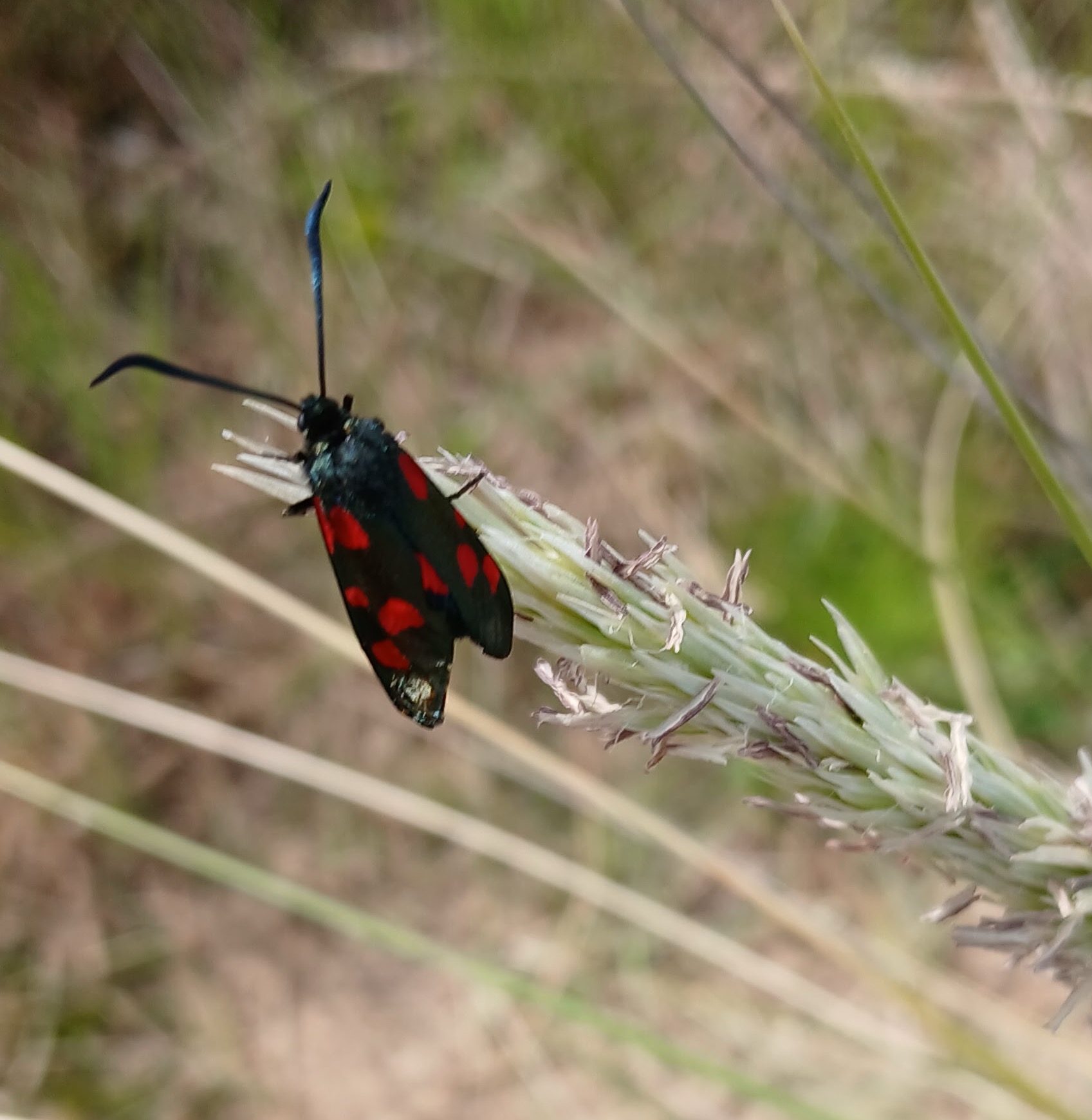 Photo of a red and black moth