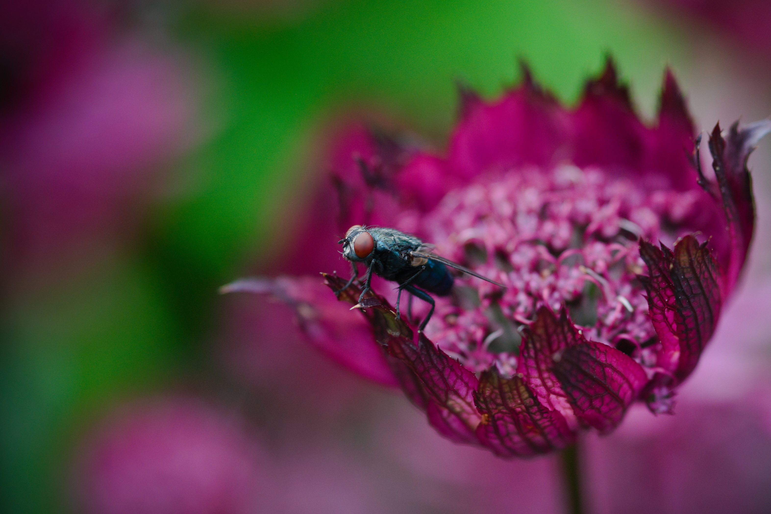 Photo of a fly in a purple flower