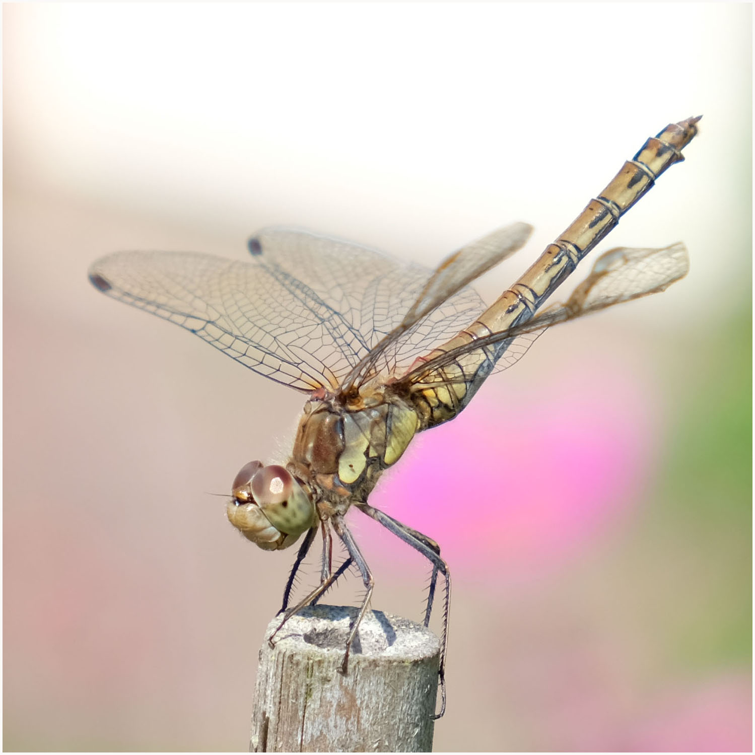 Photo of a dragonfly
