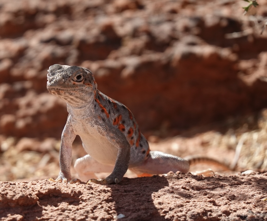 Photo of a lizard