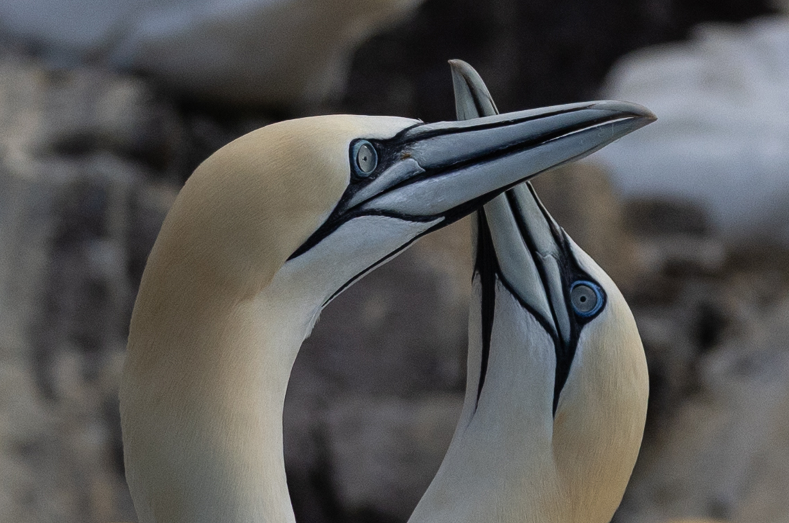 Photo of two gannets