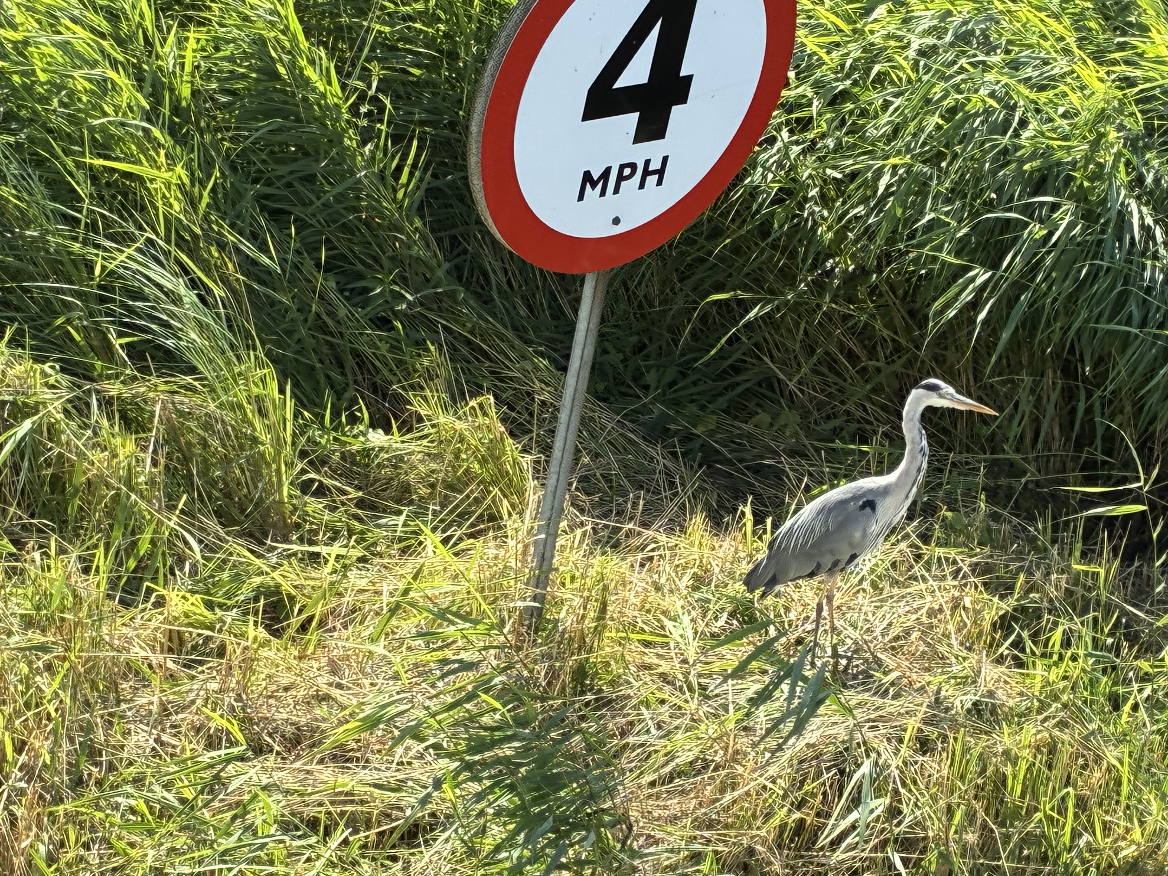 Photo of a heron next to a road sign
