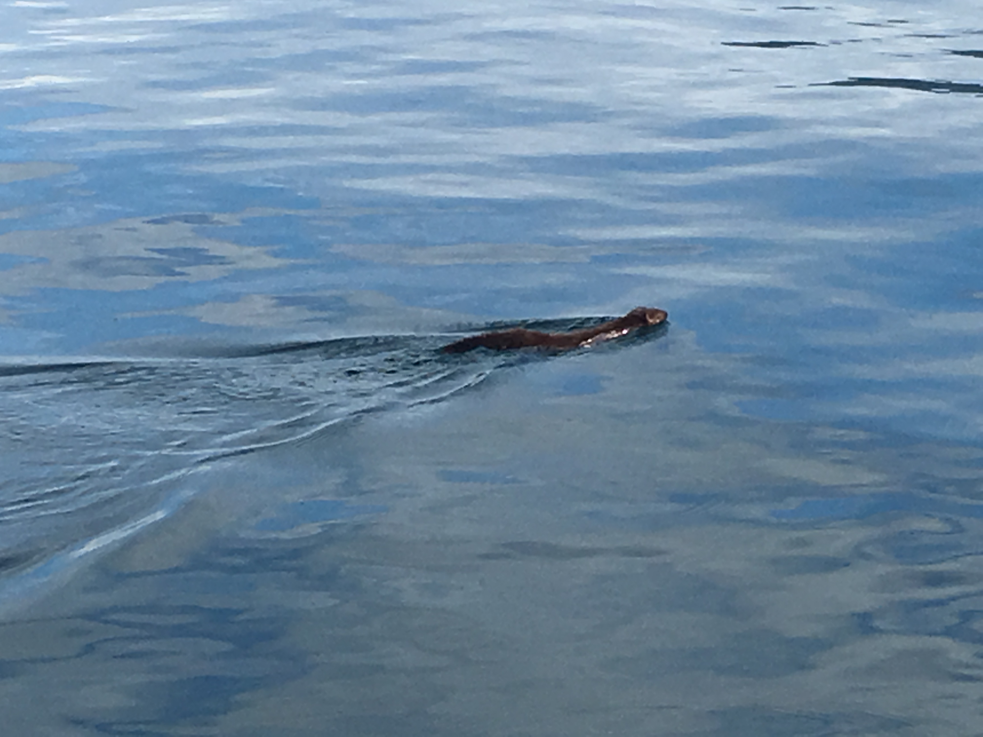 Photo of a swimming mink