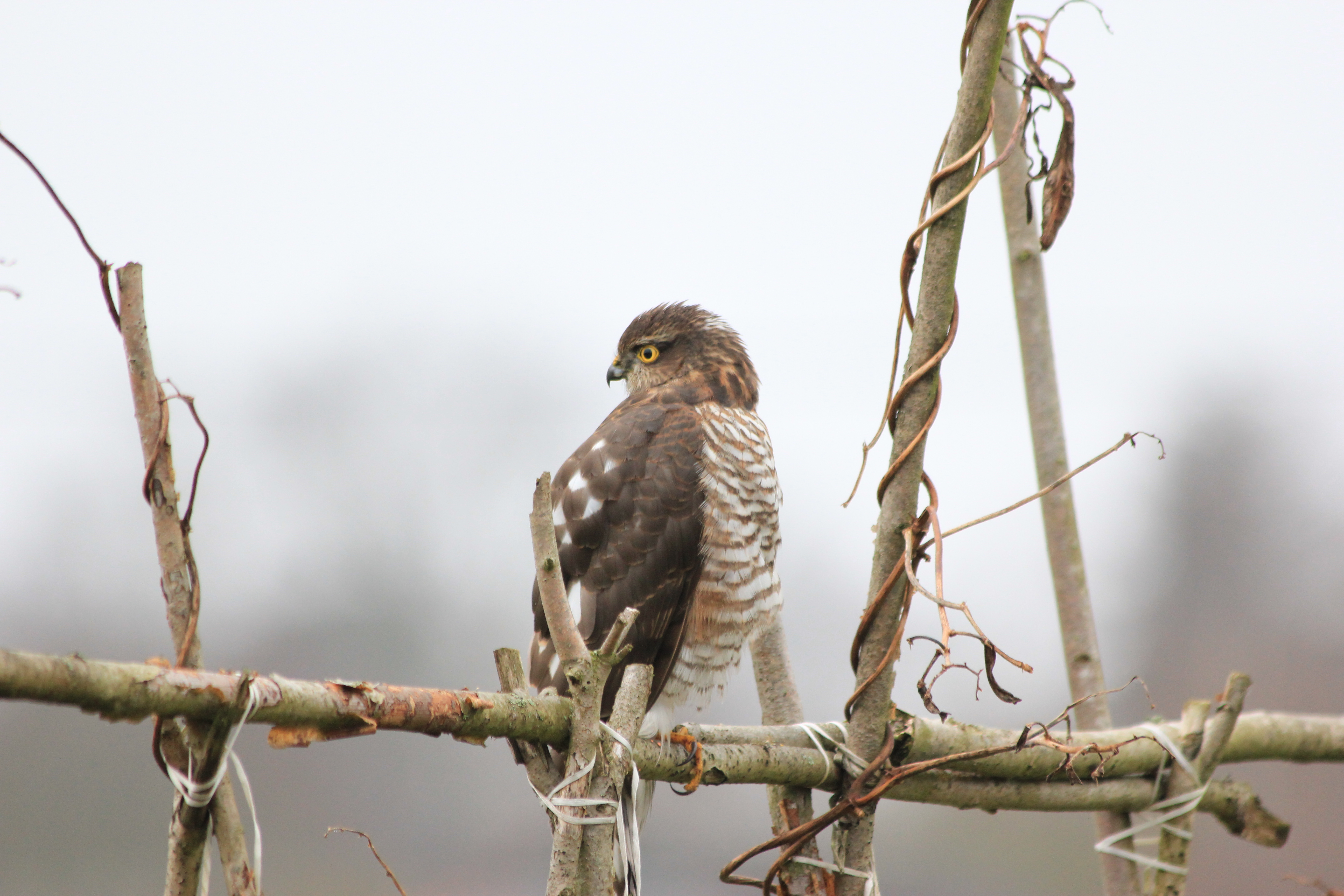Photo of a female sparrowhawk