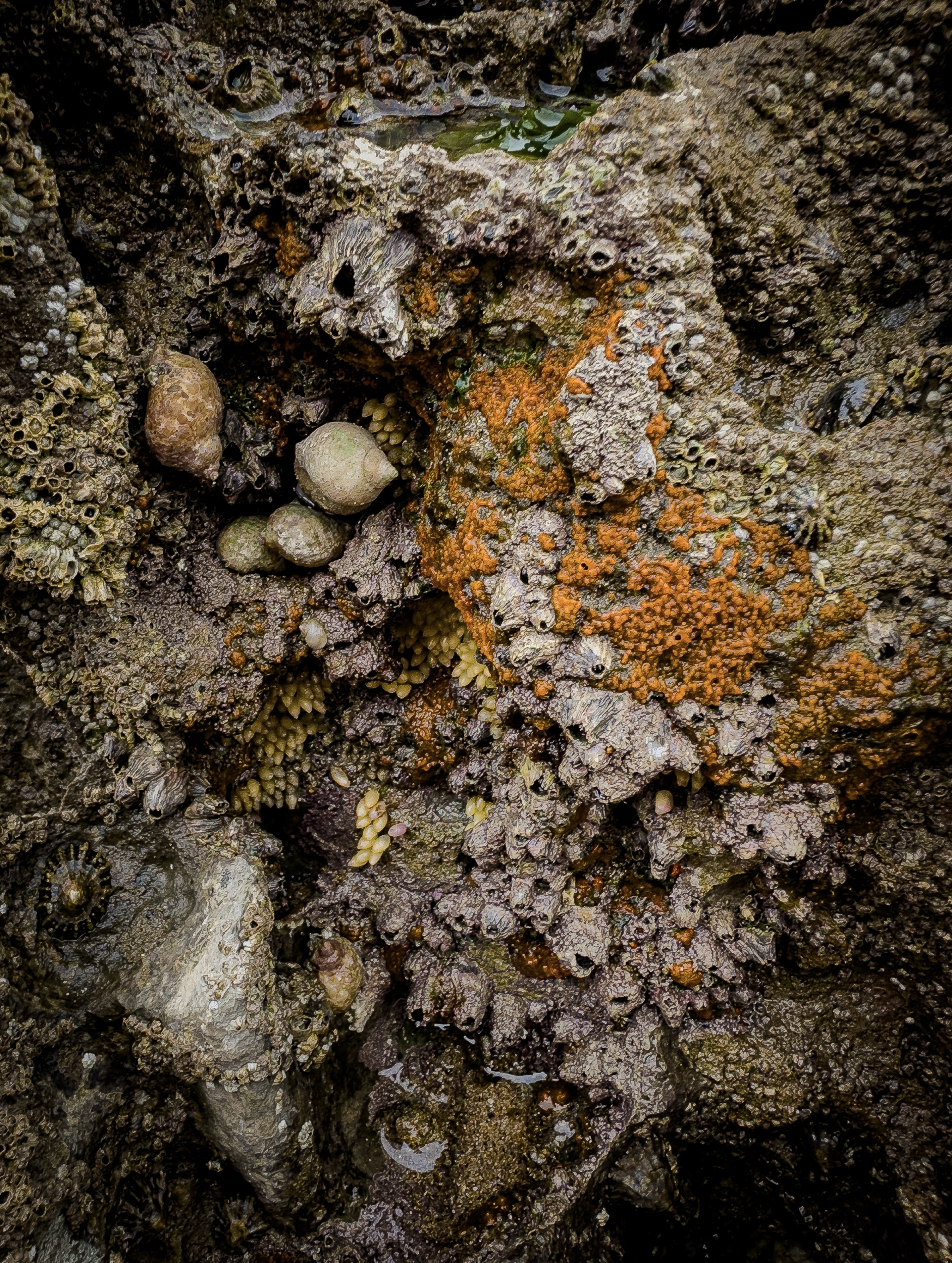 Photo of a rockpool