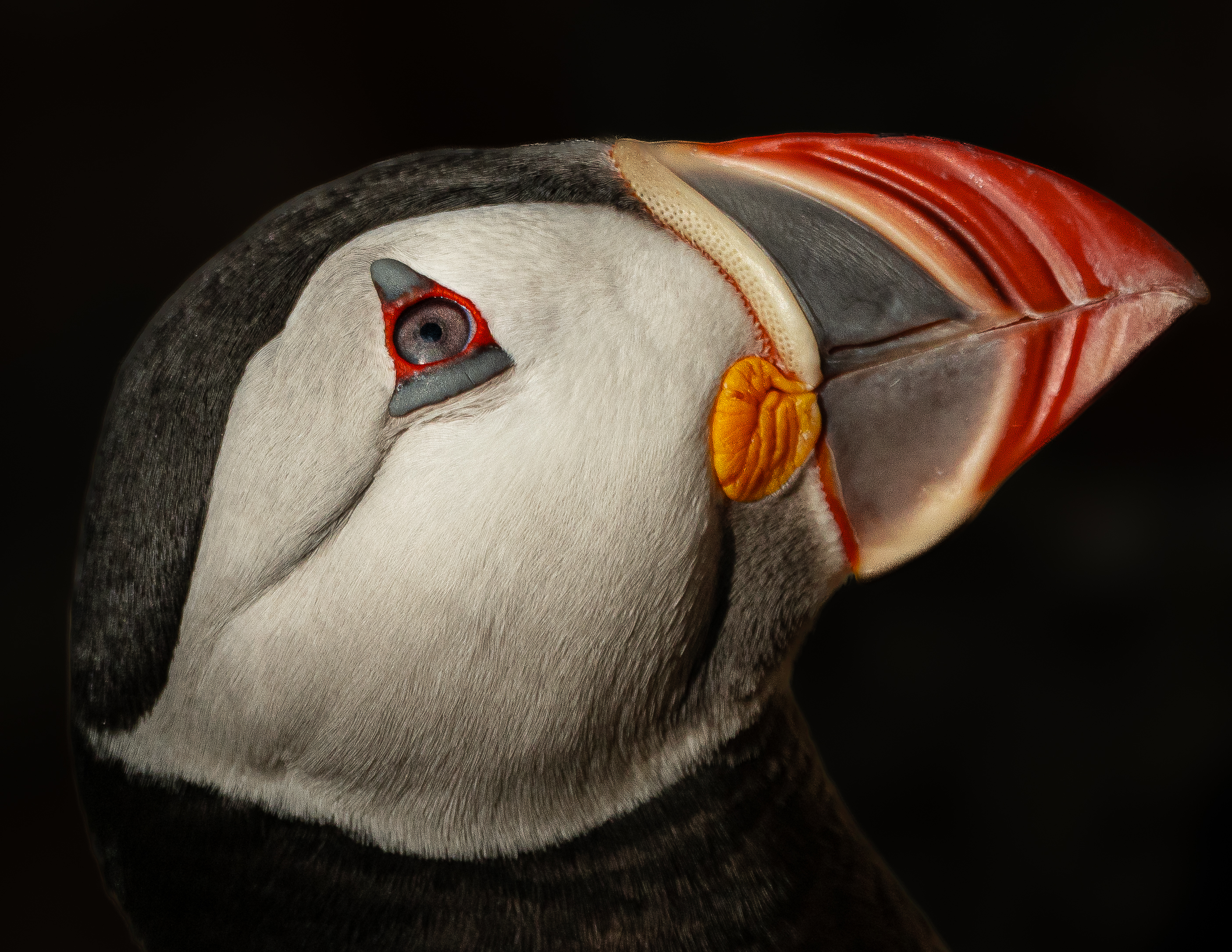 Close up photo of a puffin