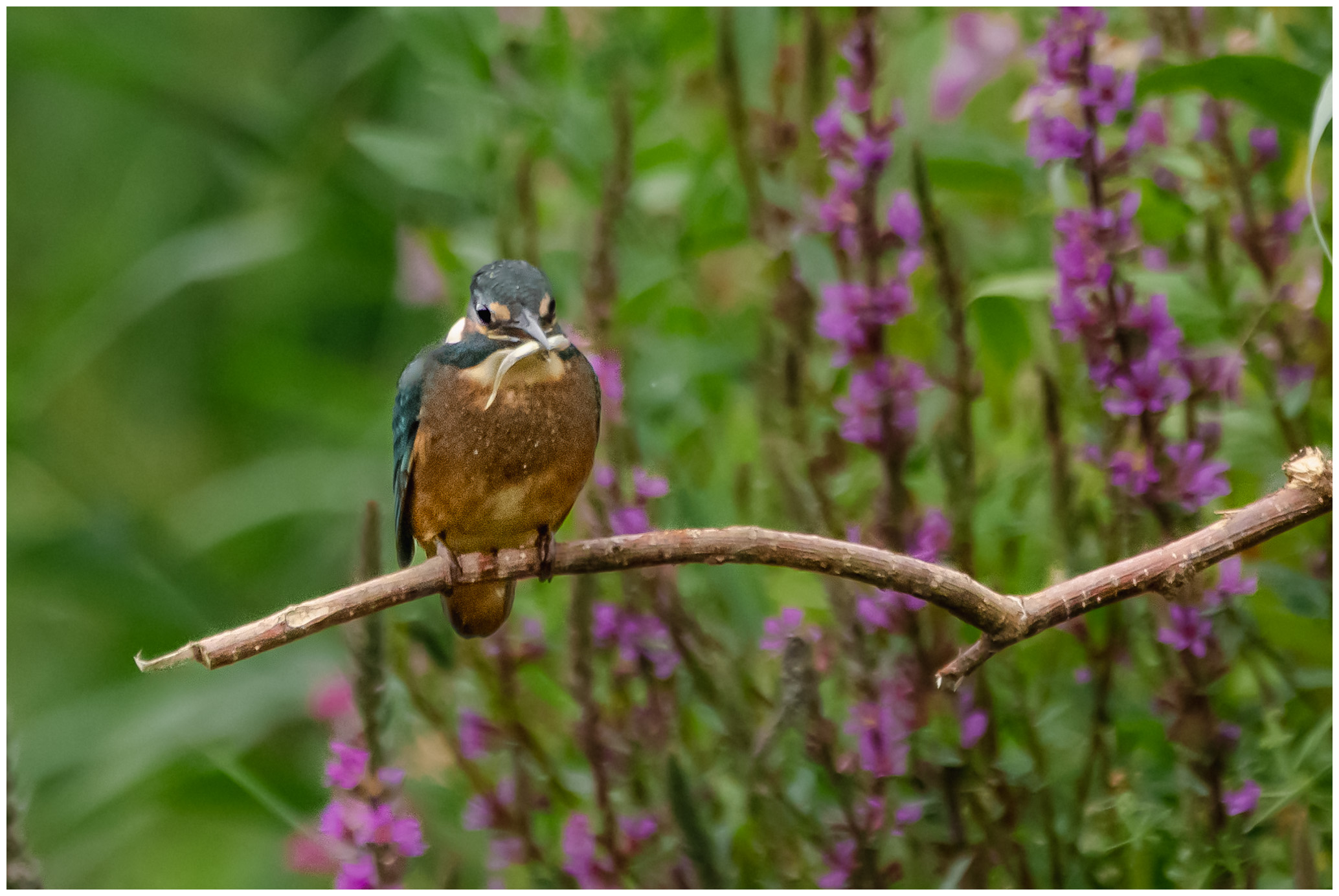 Photo of a kingfisher