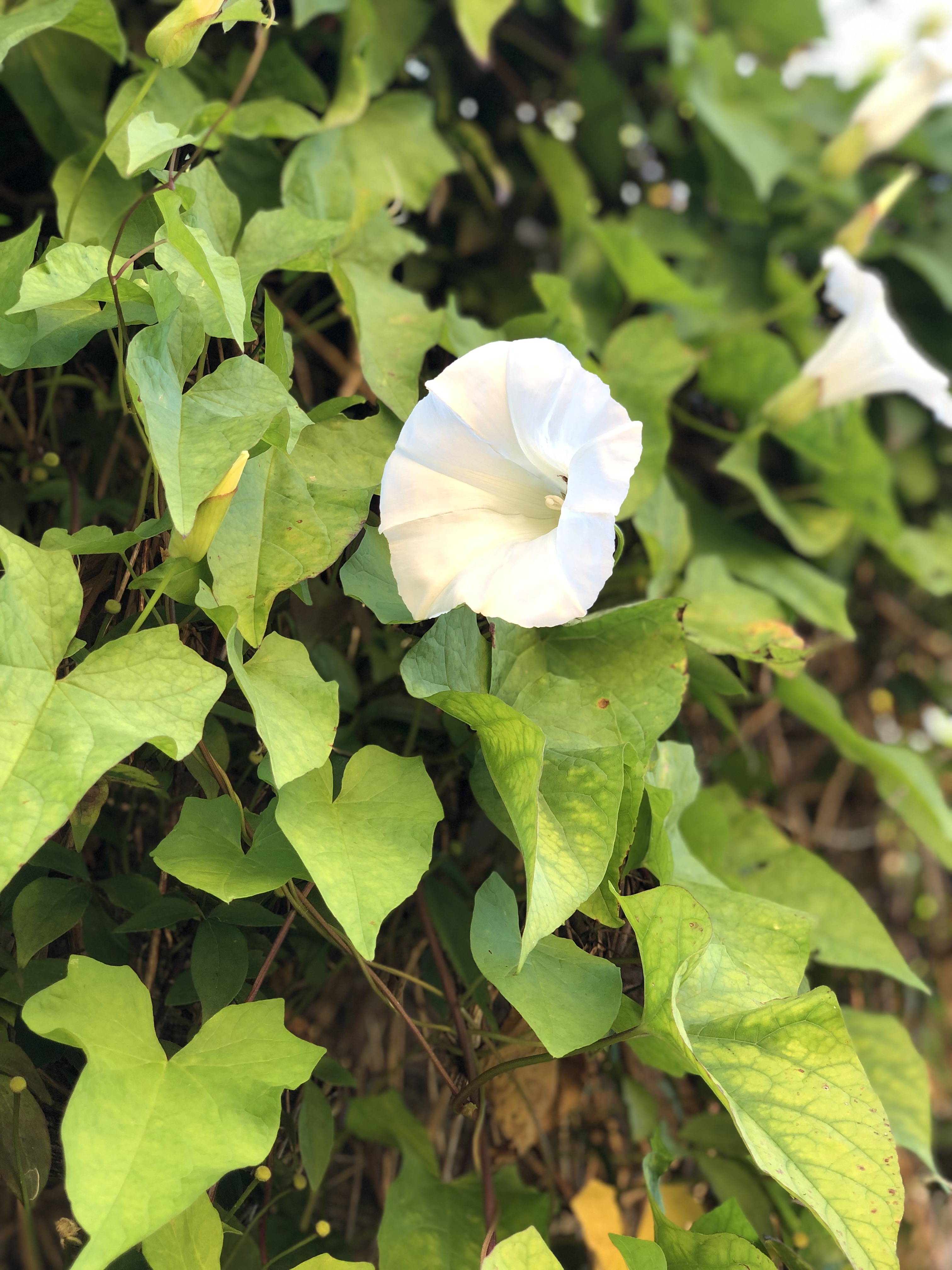Photo of bindweed