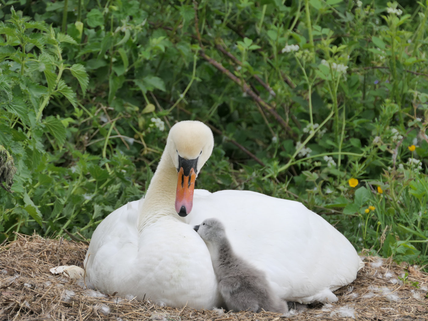 Photo of a cygnet snuggling with its mother