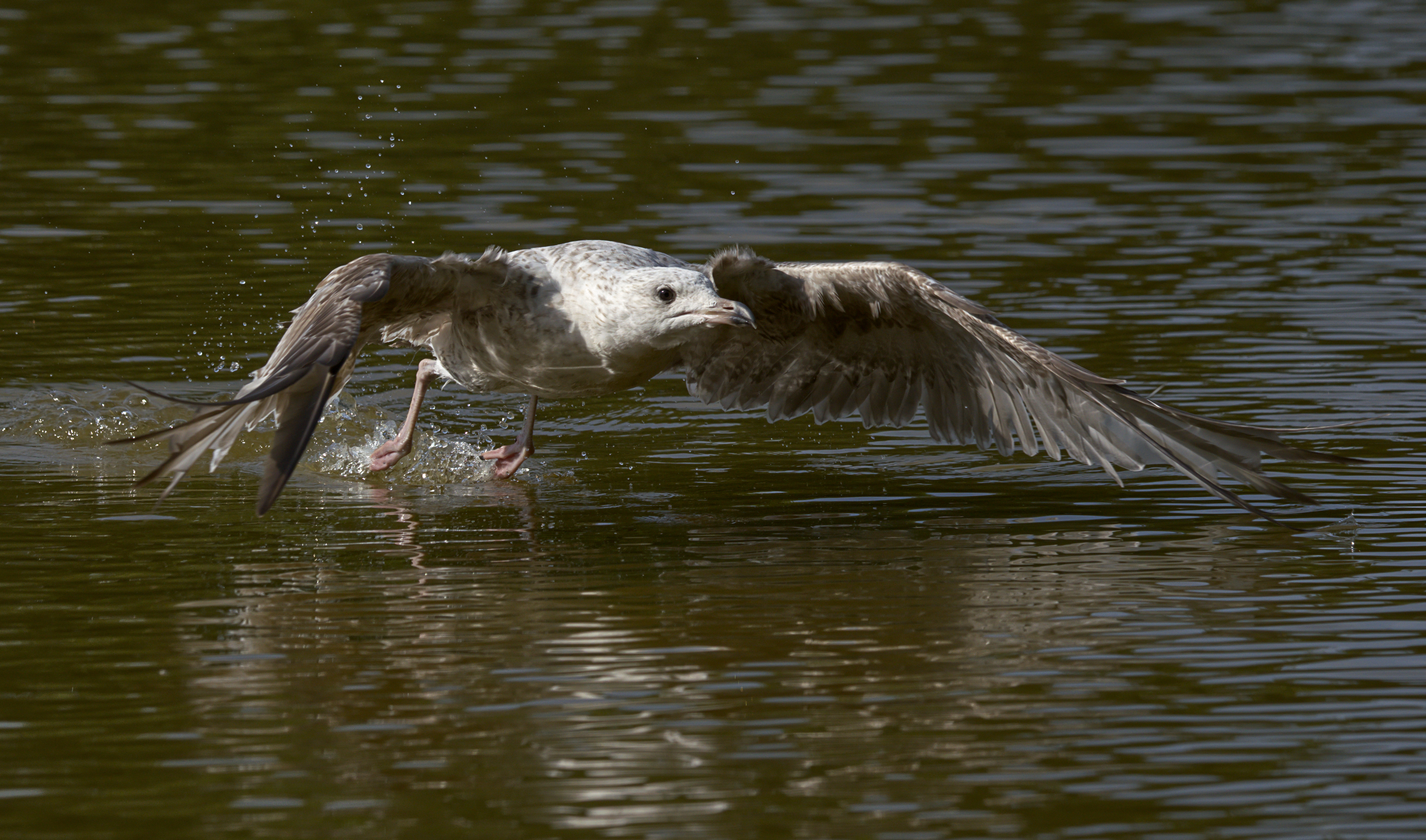 Photo of a bird taking off from water