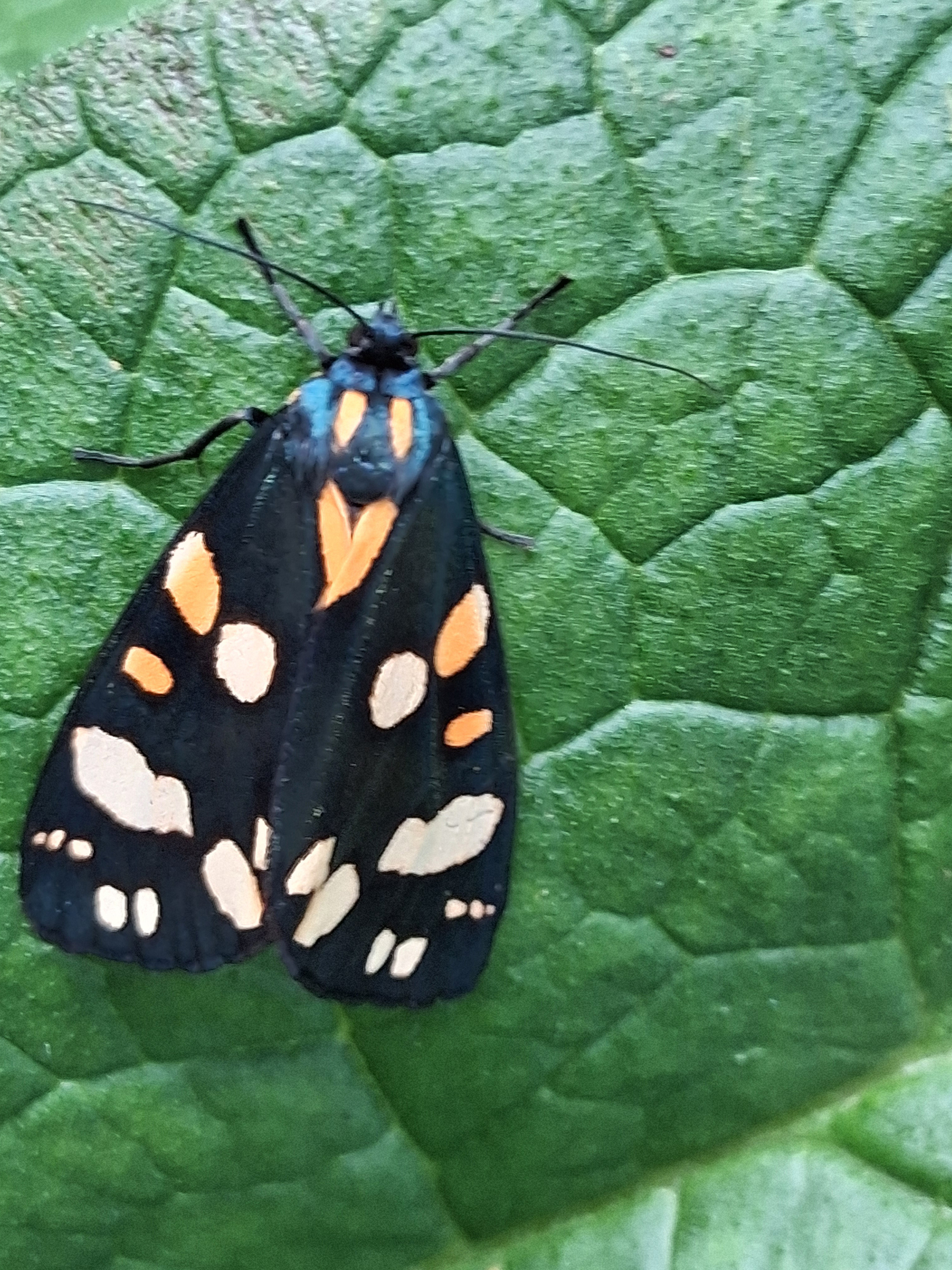 Photo of a scarlet tiger moth