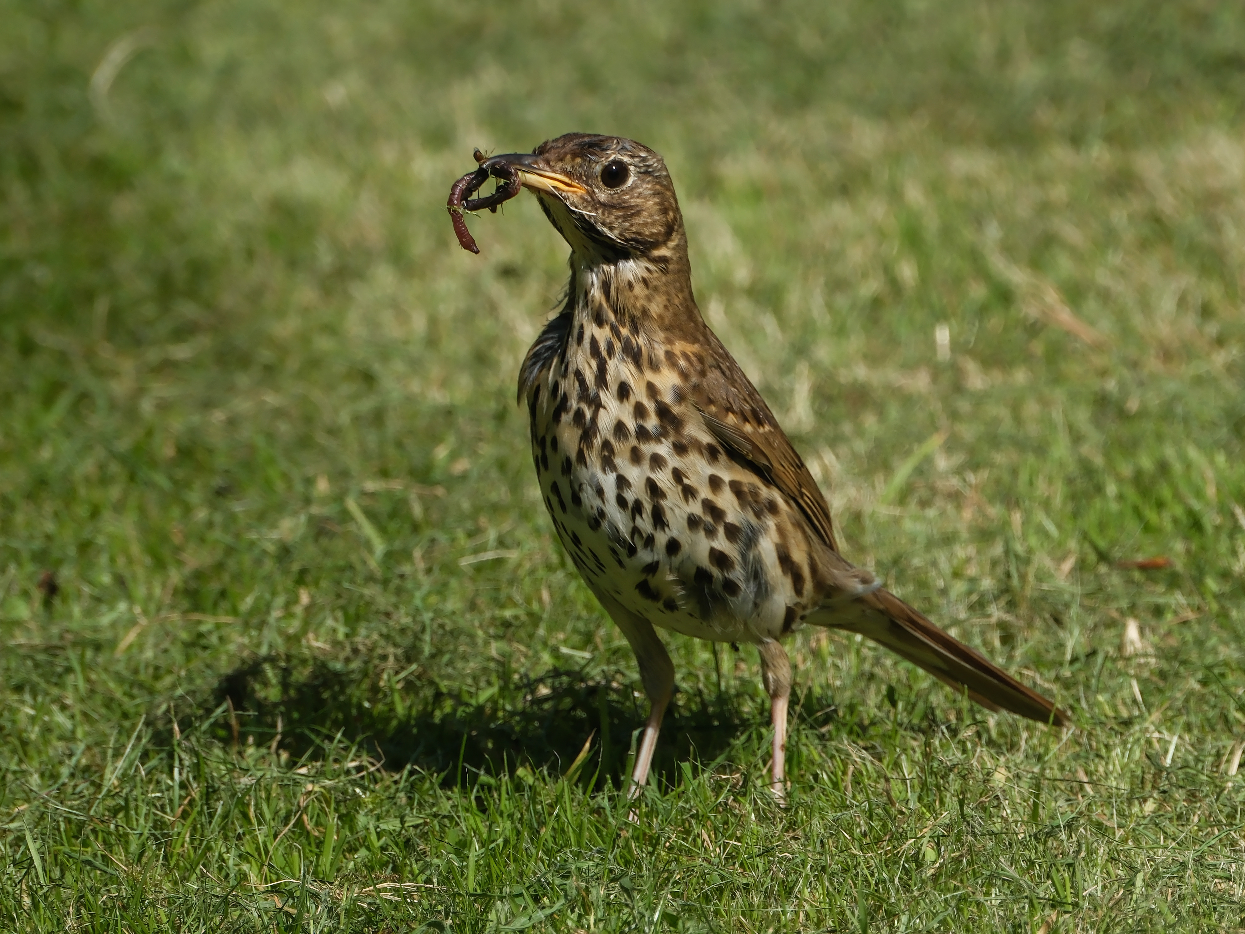 Photo of a song thrush