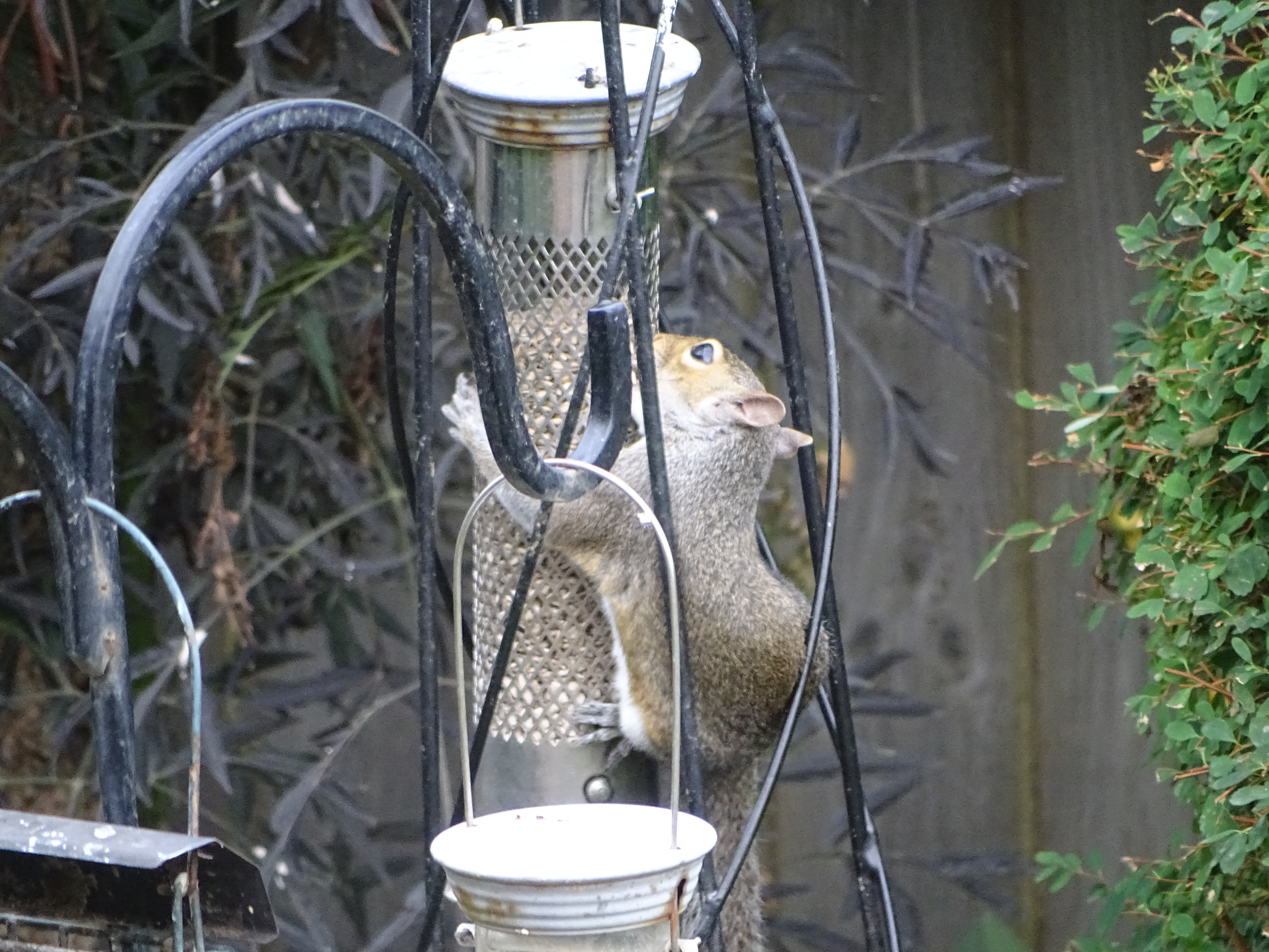 Photo of a squirrel on a bird feeder