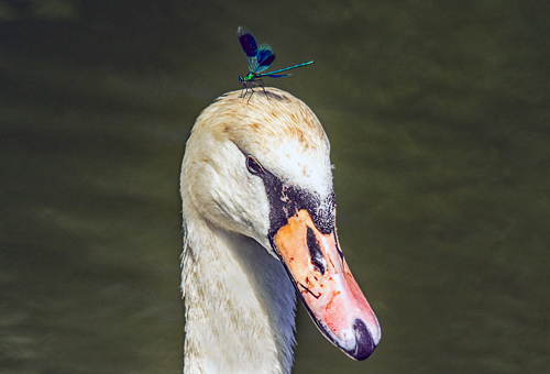 Photo of a damselfly perched on a swan's head