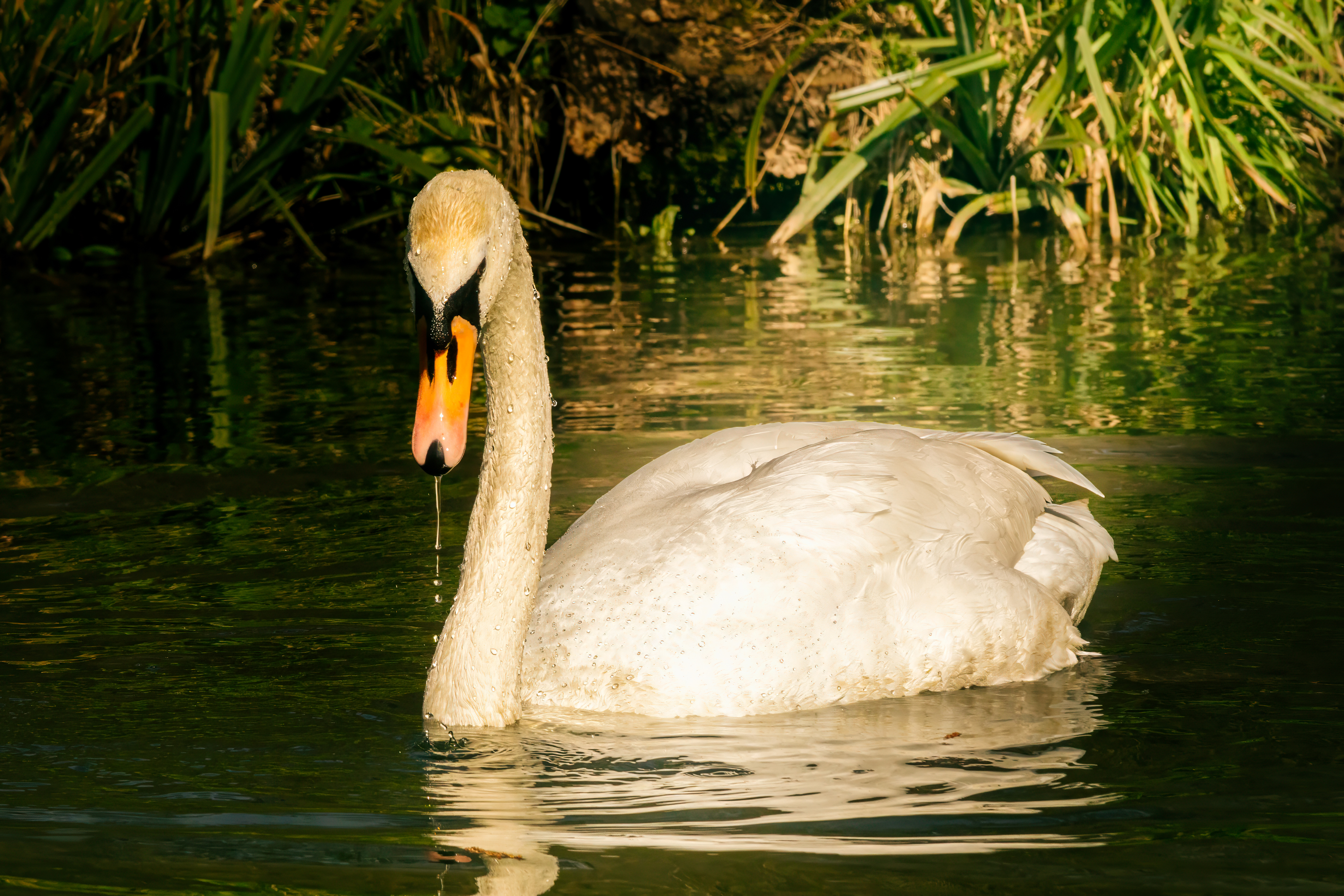 Photo of a swan