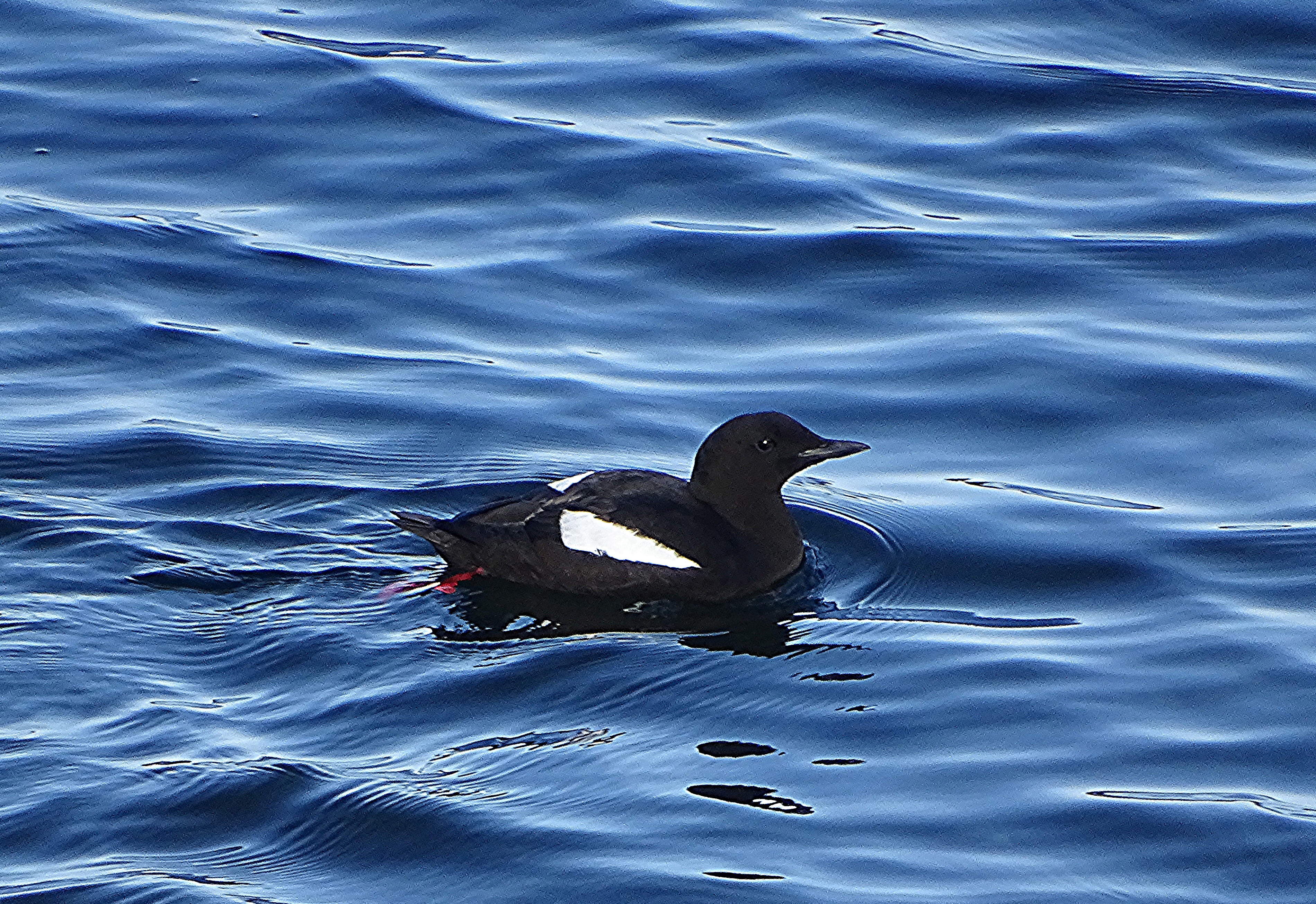 Photo of a black guillemot