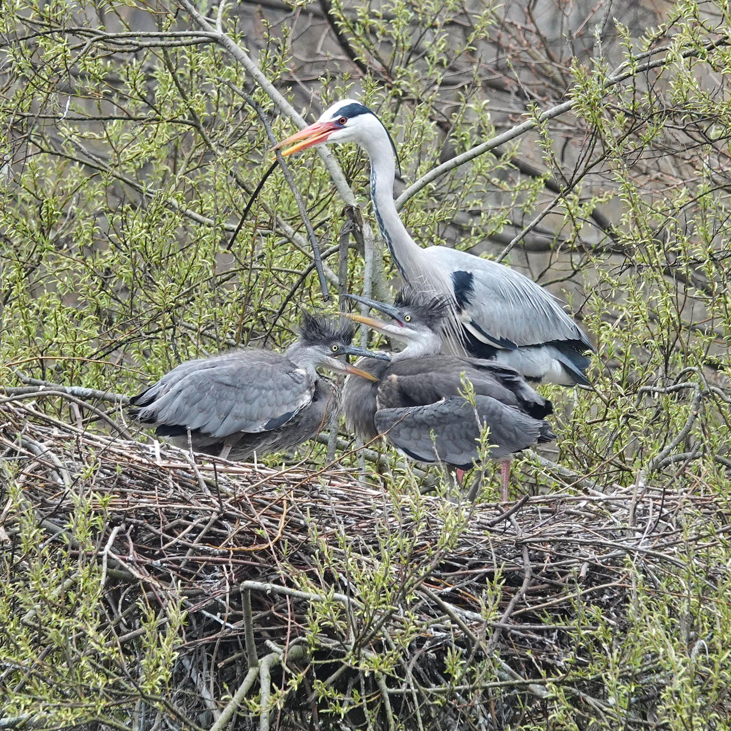 Photo of a nest of herons