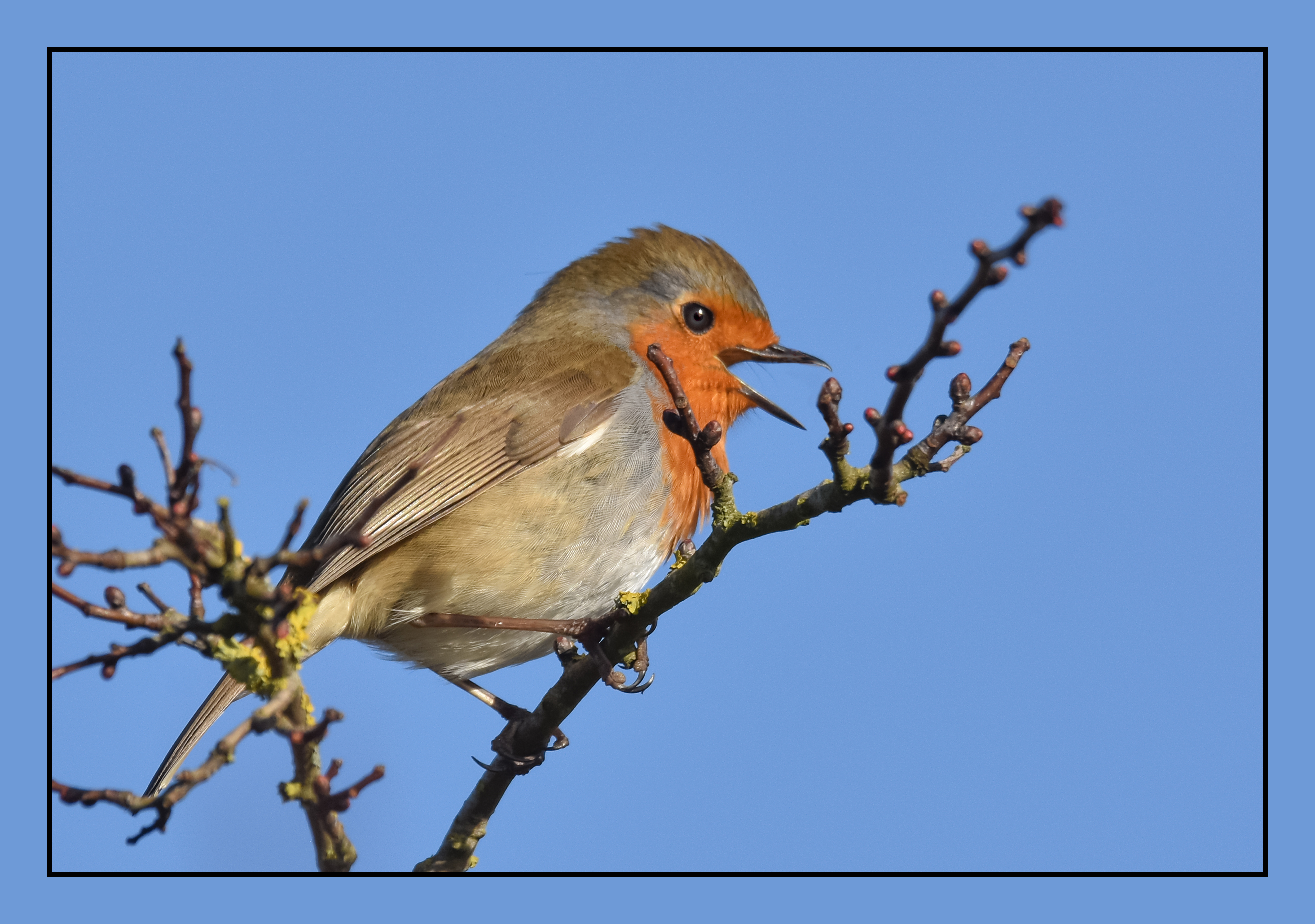 Photo of a robin singing