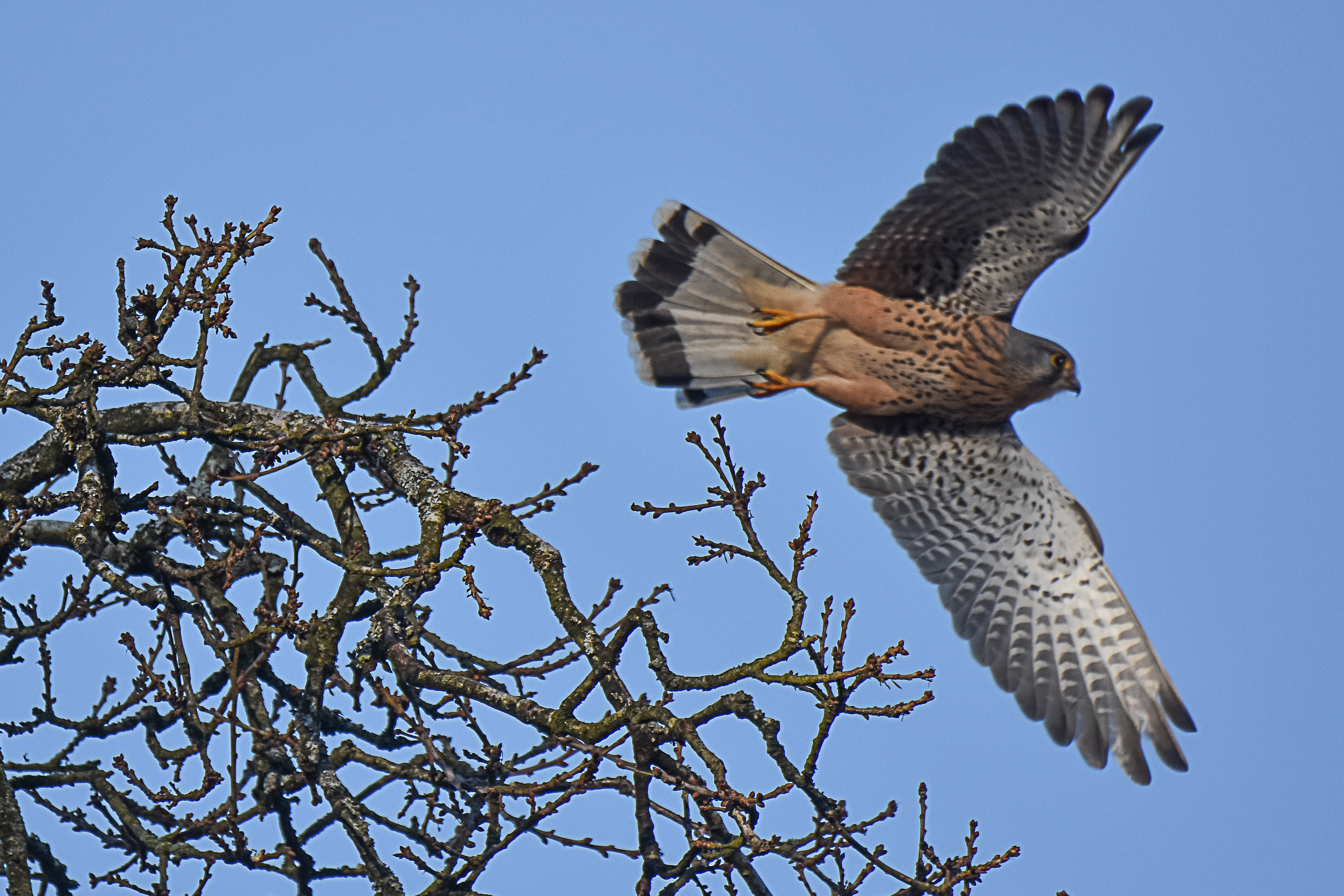 Photo of a kestrel in flight
