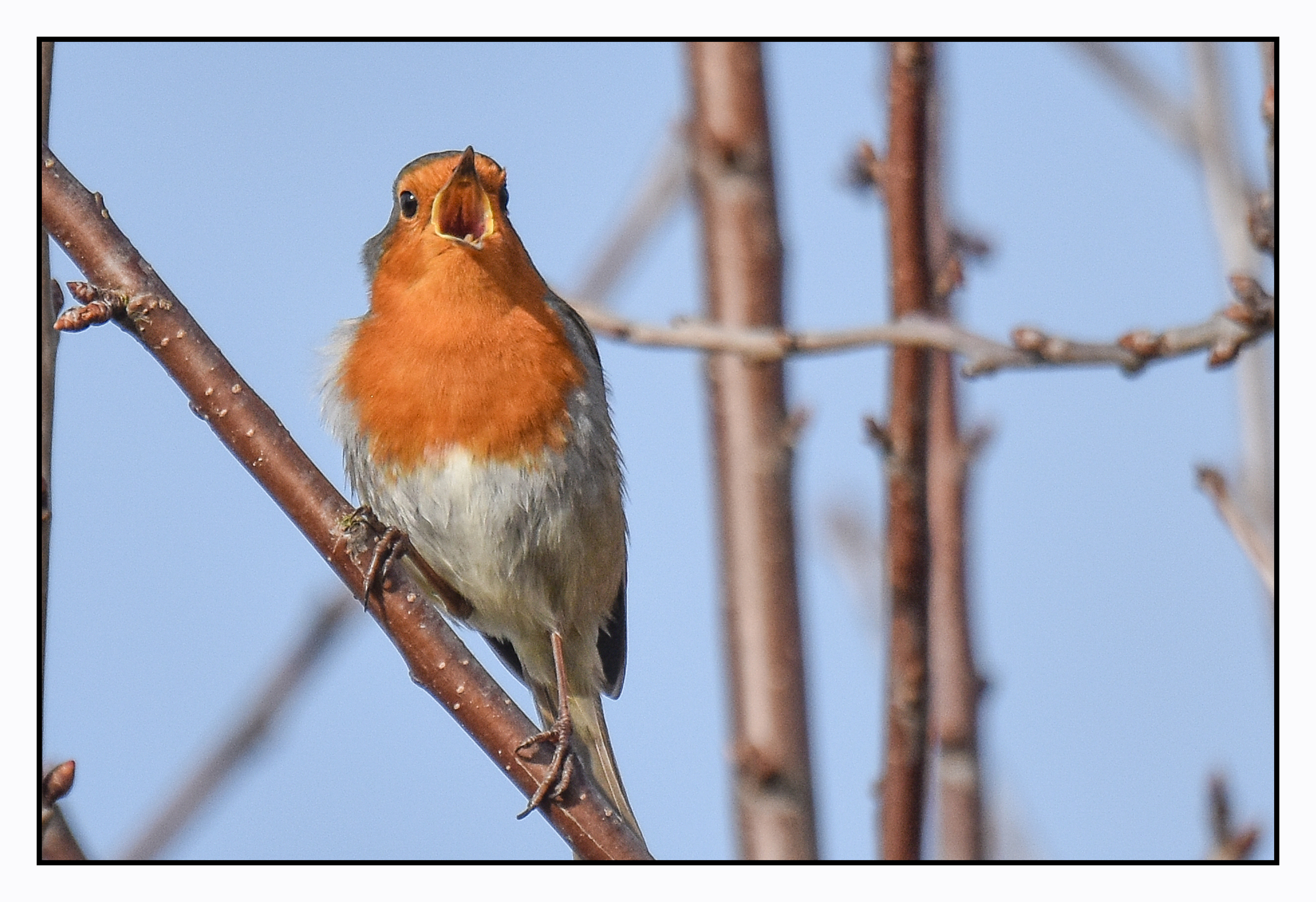 Photo of a robin singing