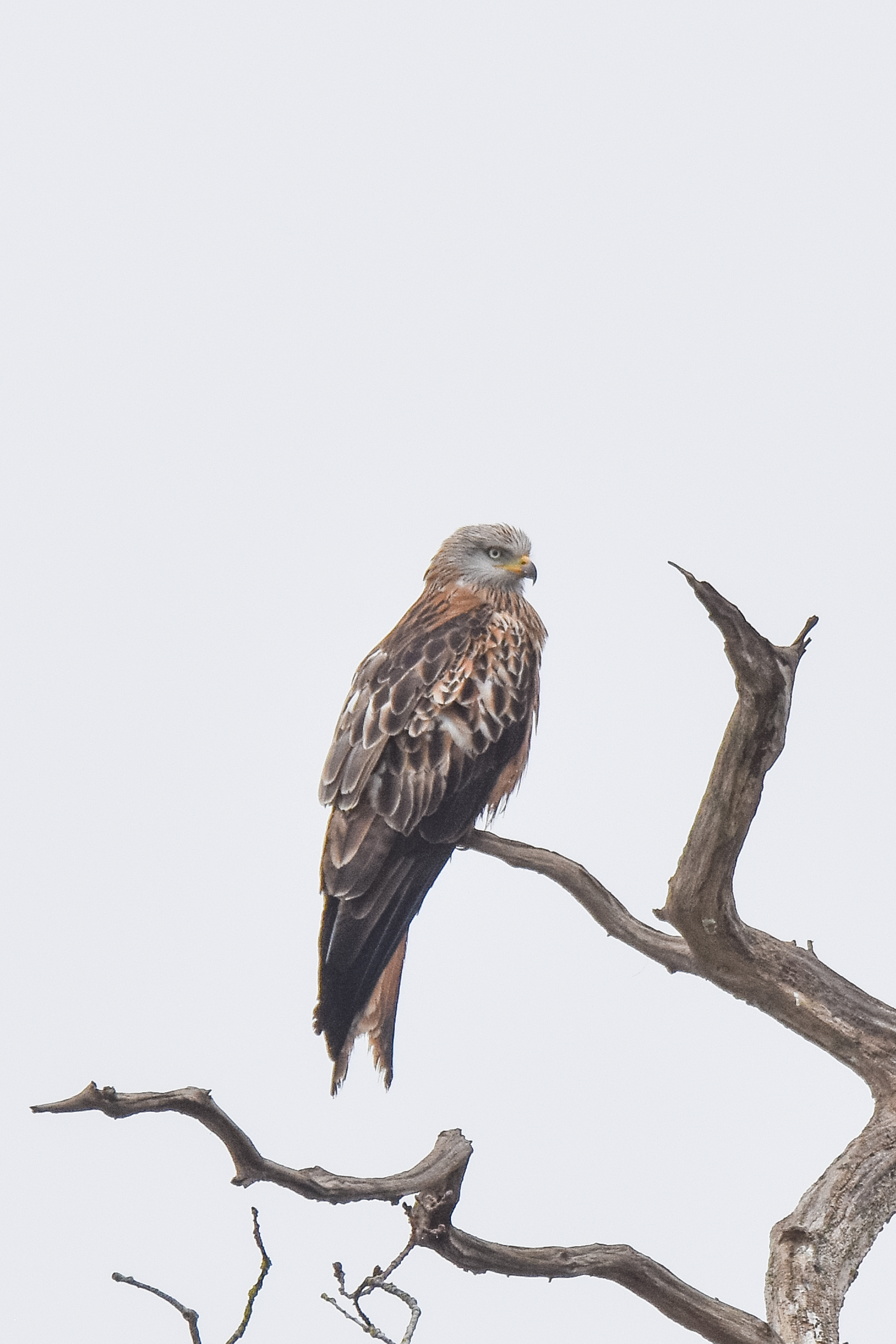 Photo of a kite perched in a tree