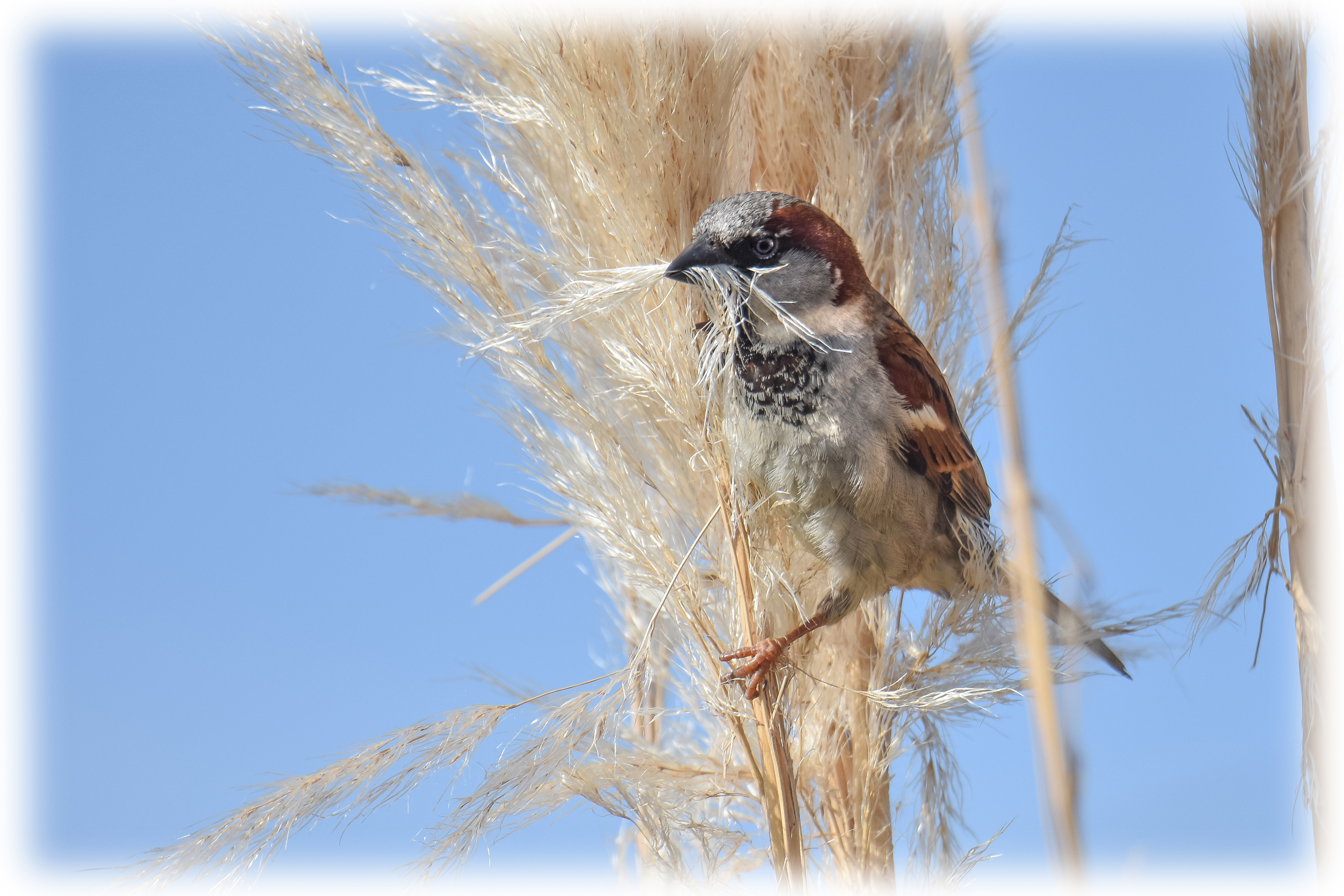 Photo of a sparrow collecting grass seed