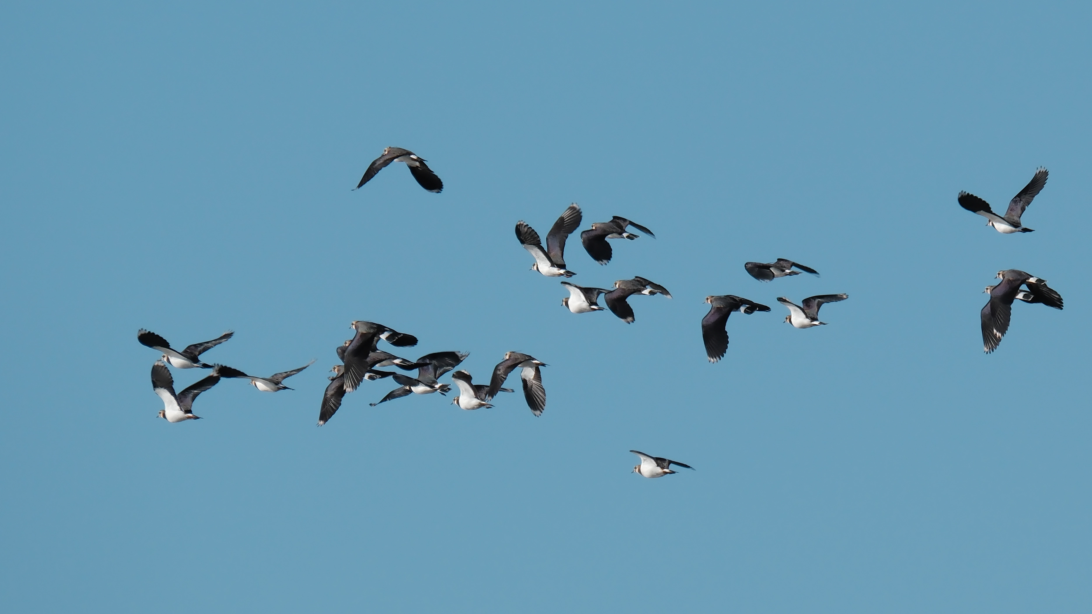 Photograph of lapwings in flight