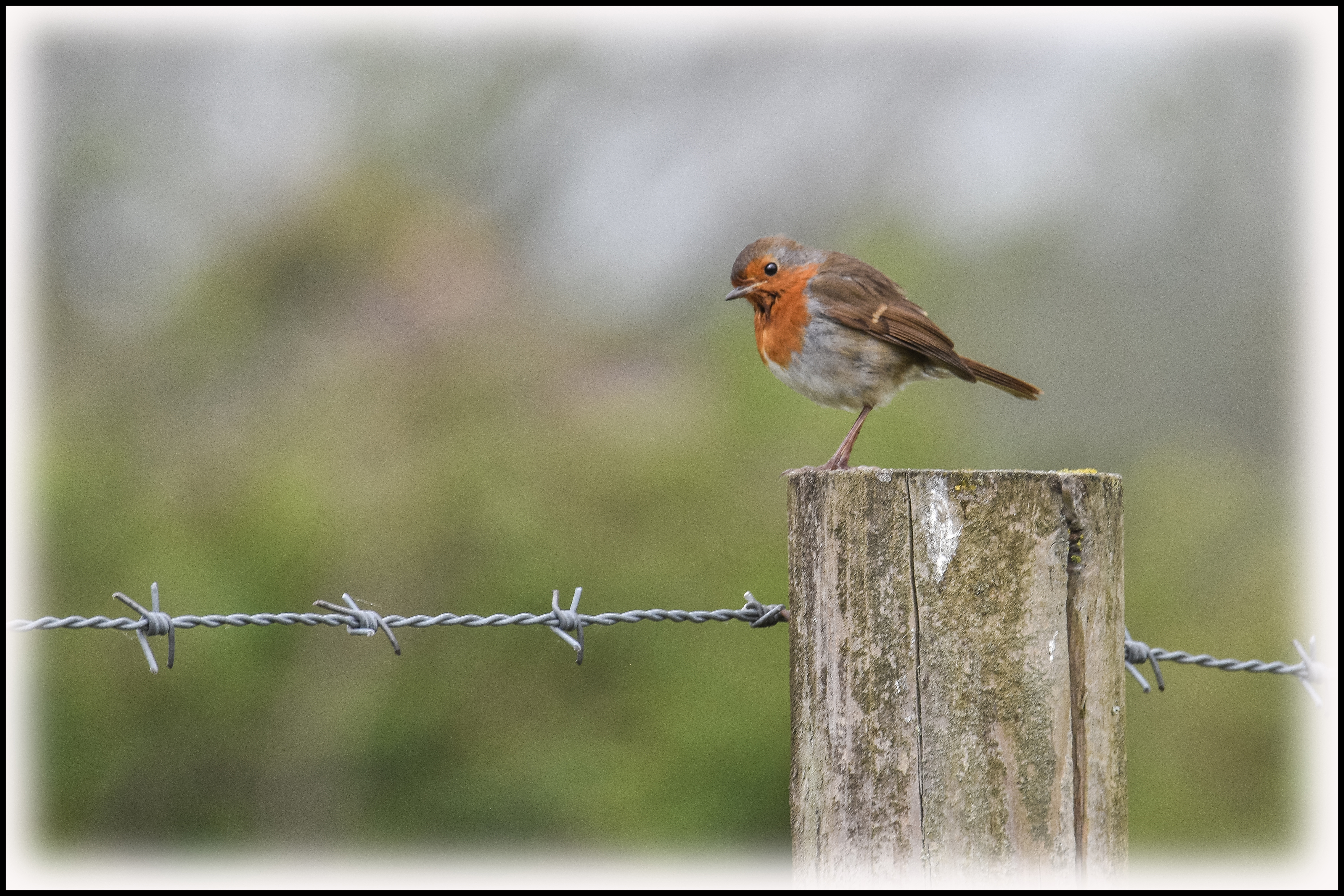 Photo of a robin on a fence post