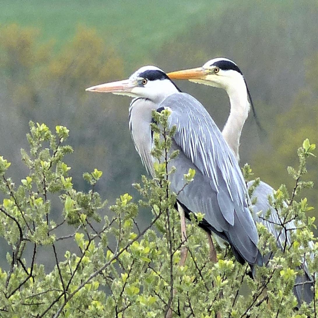 Photo of two herons