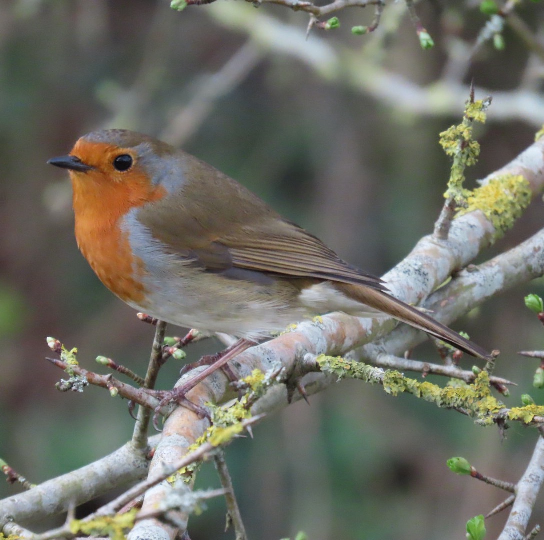 Photo of a robin