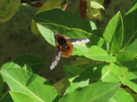 Photo of a greater bee fly
