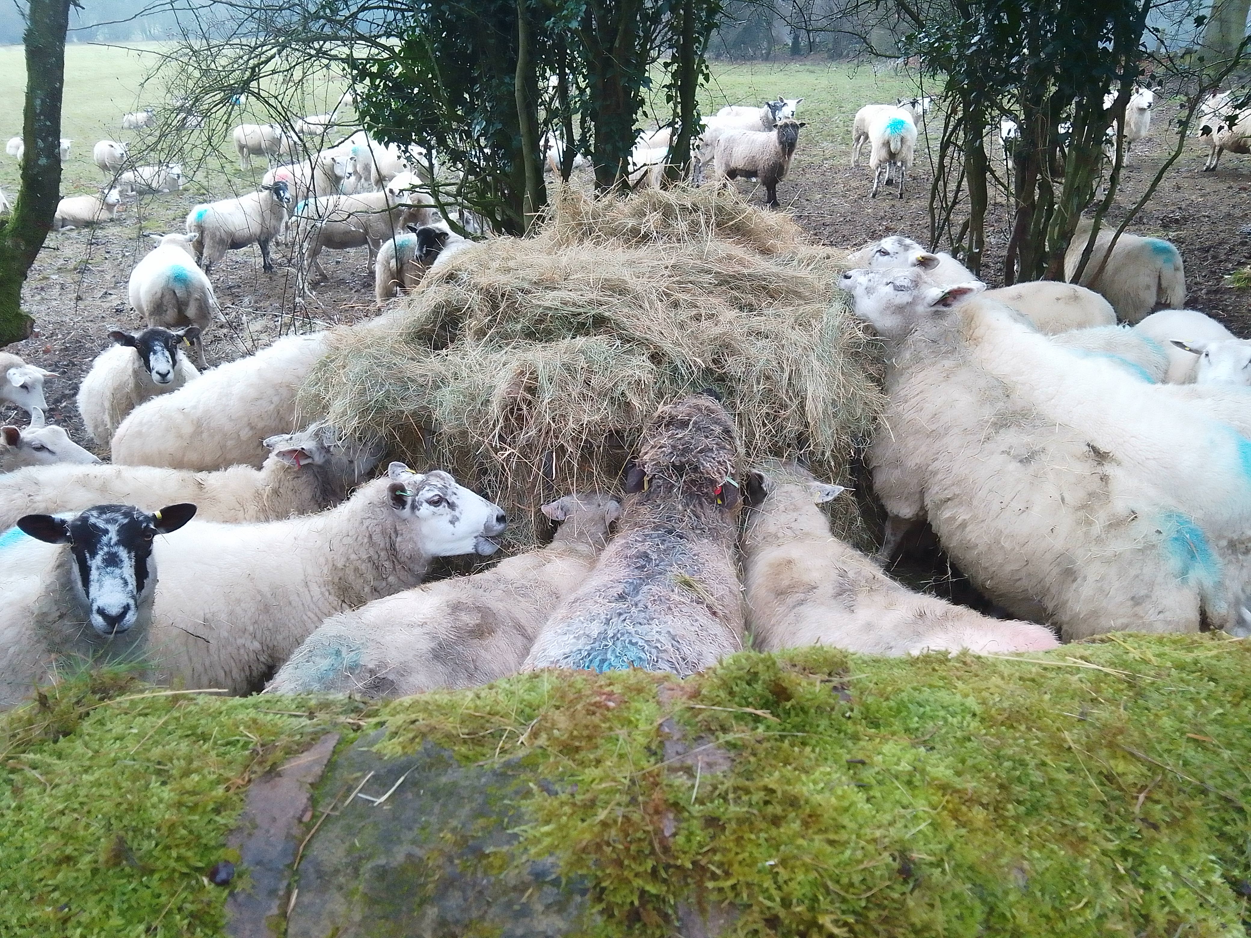 Photo of sheep eating hay
