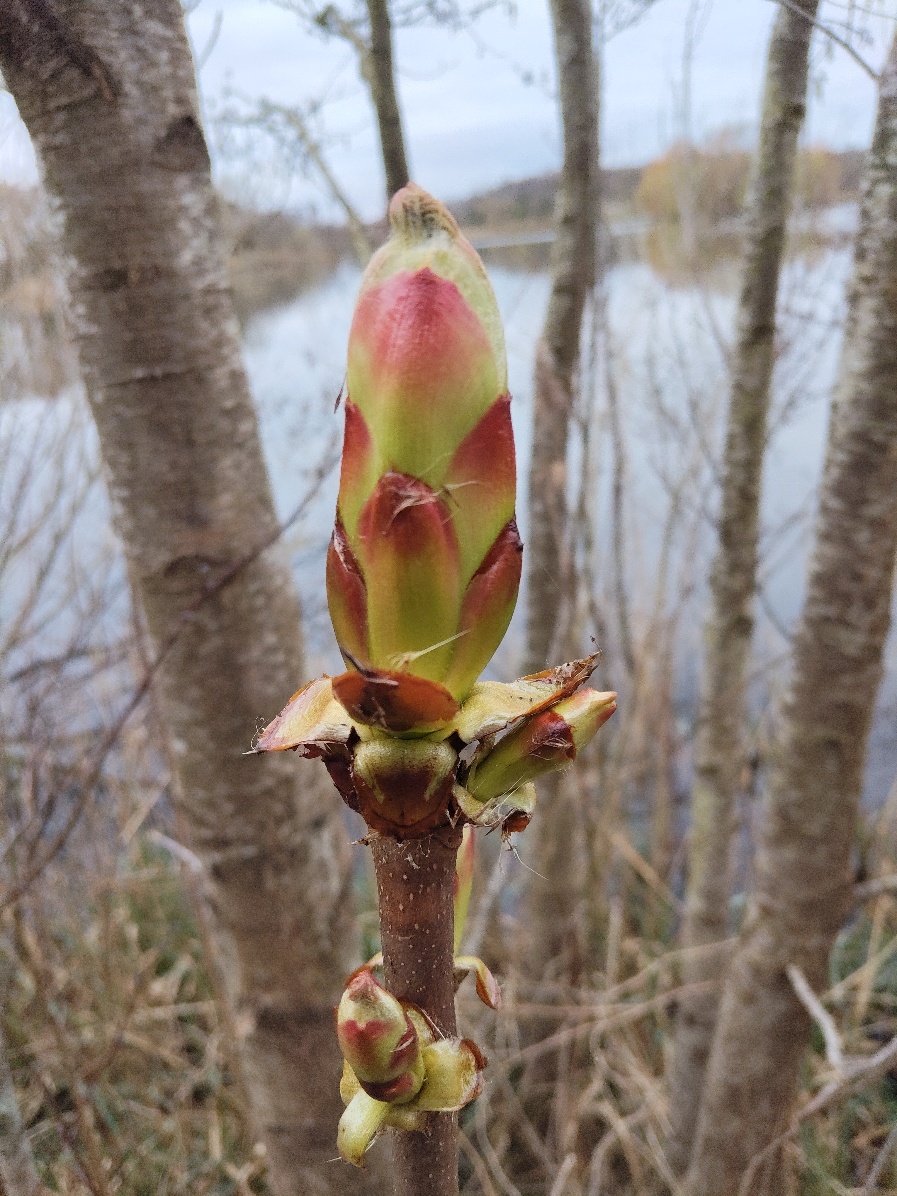 Photo of a horse chestnut bud