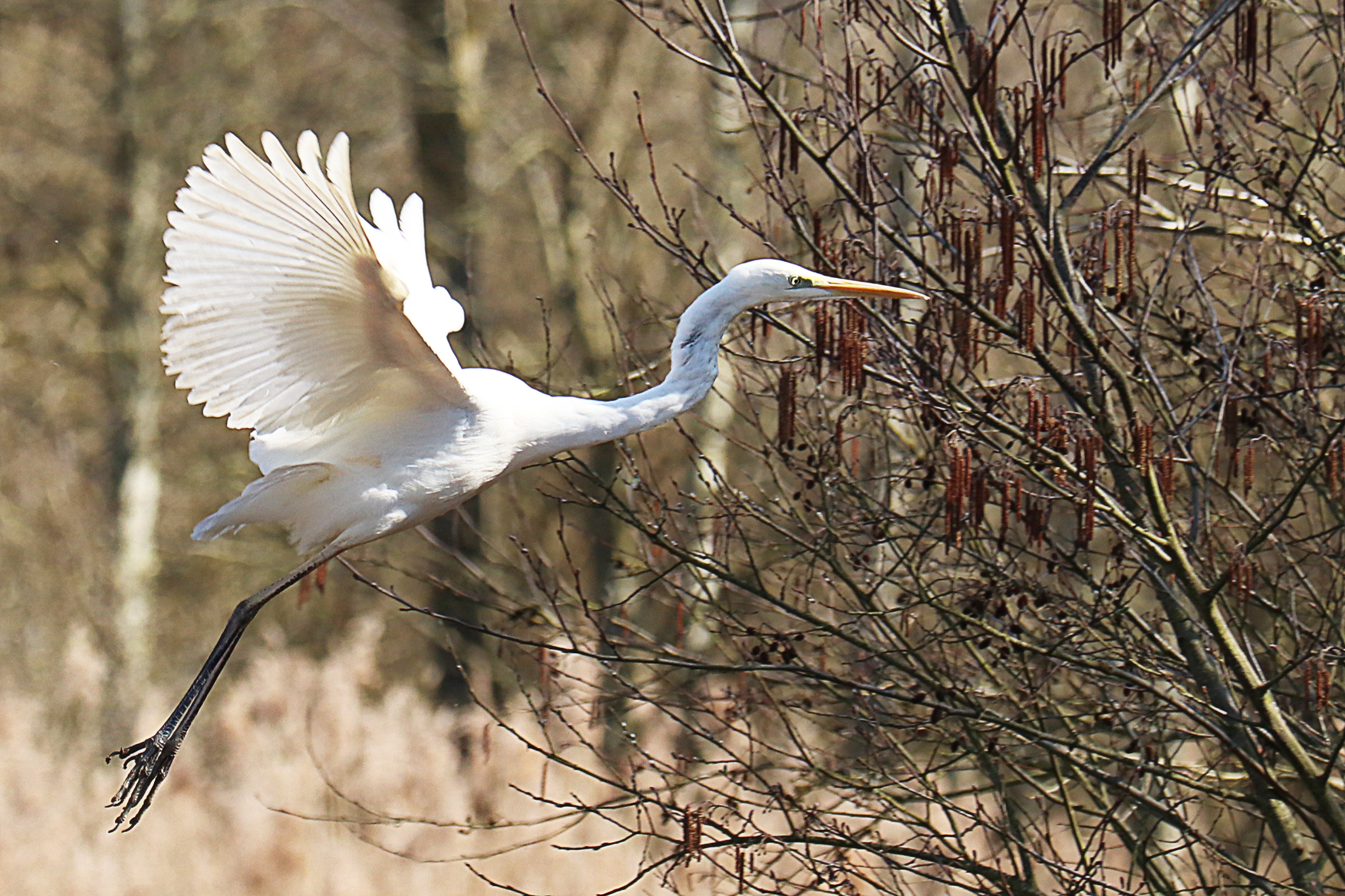 Photo of an egret in flight