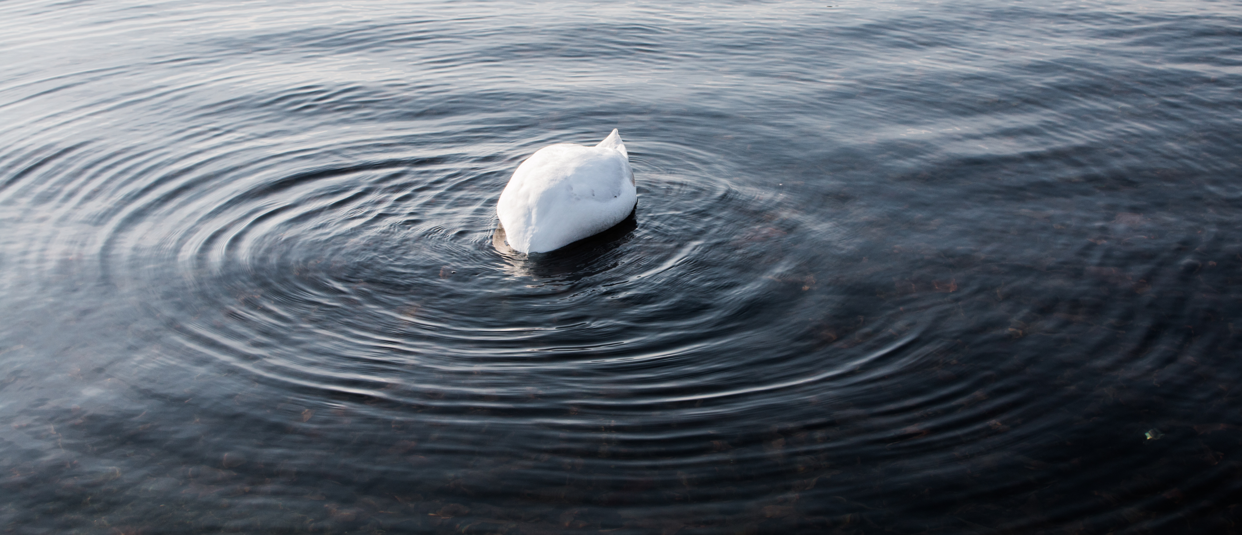 Photo of a swan making rings in a pond
