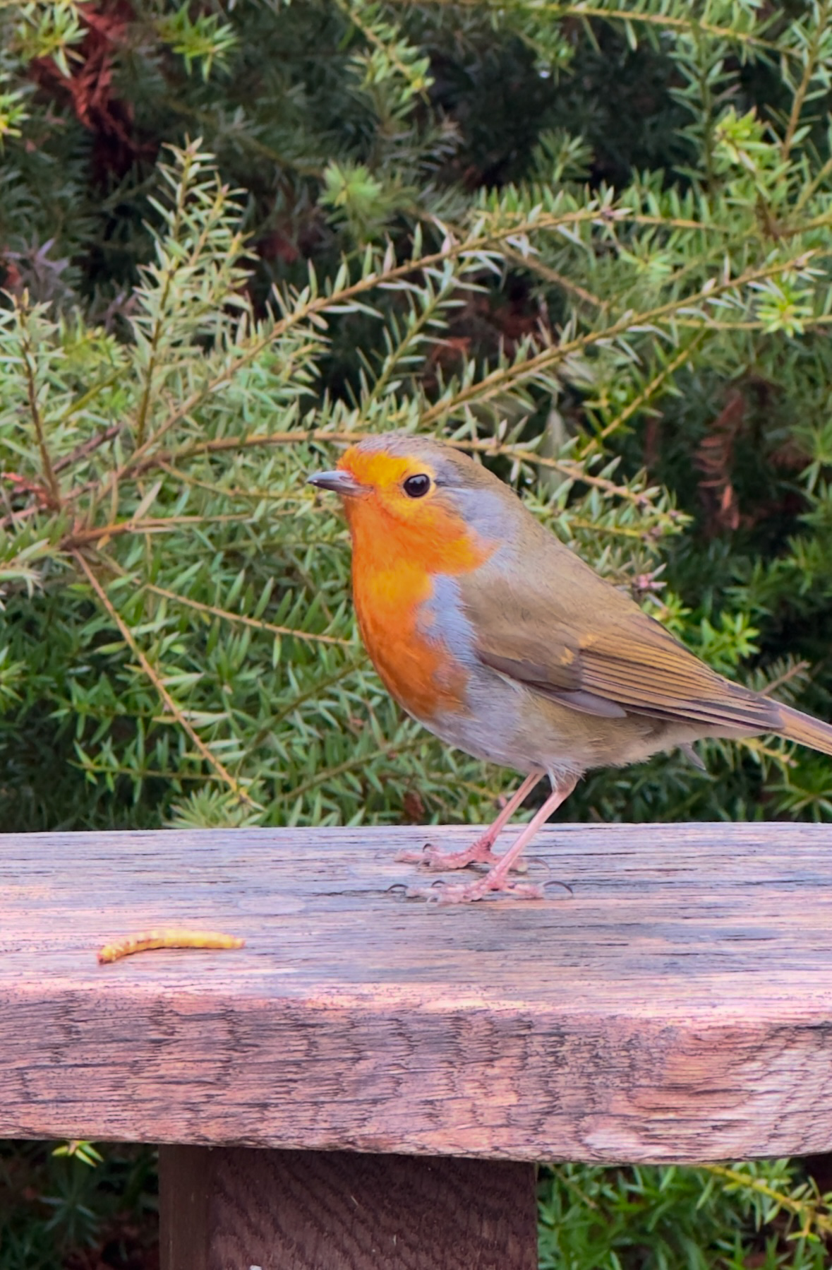 Close up photo of a robin