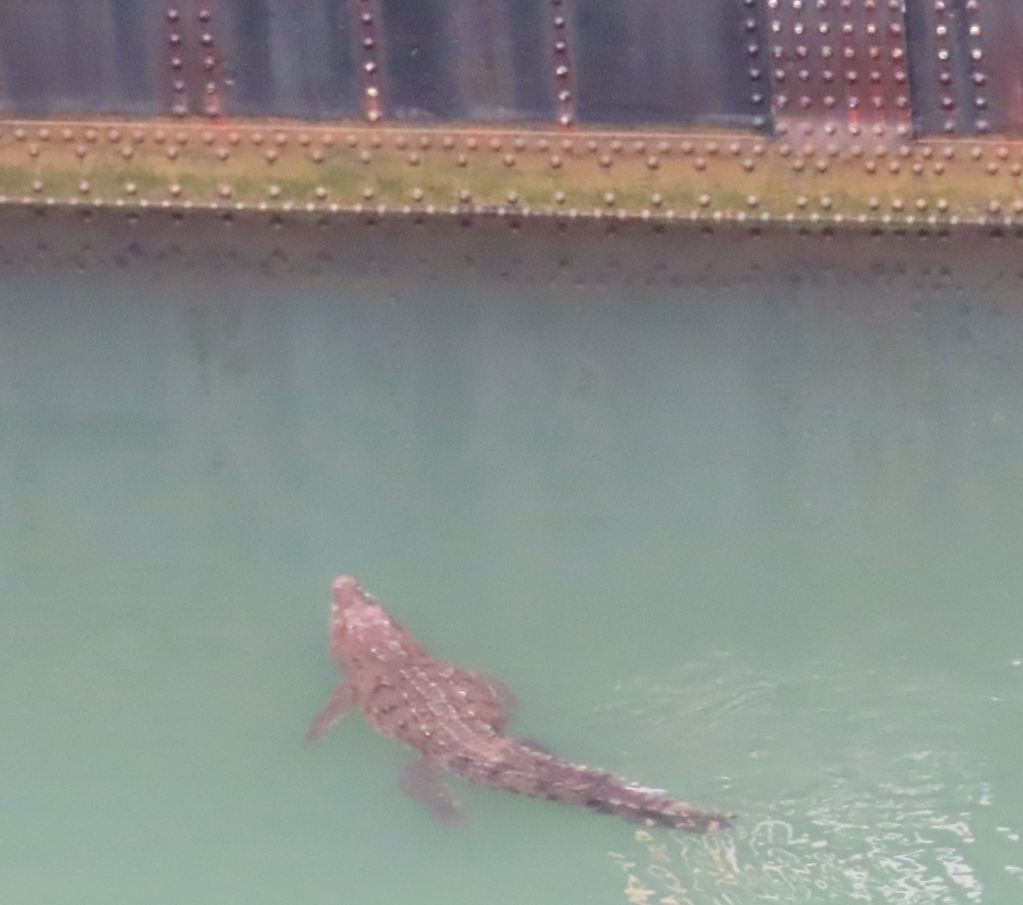 Photo of a crocodile in a canal
