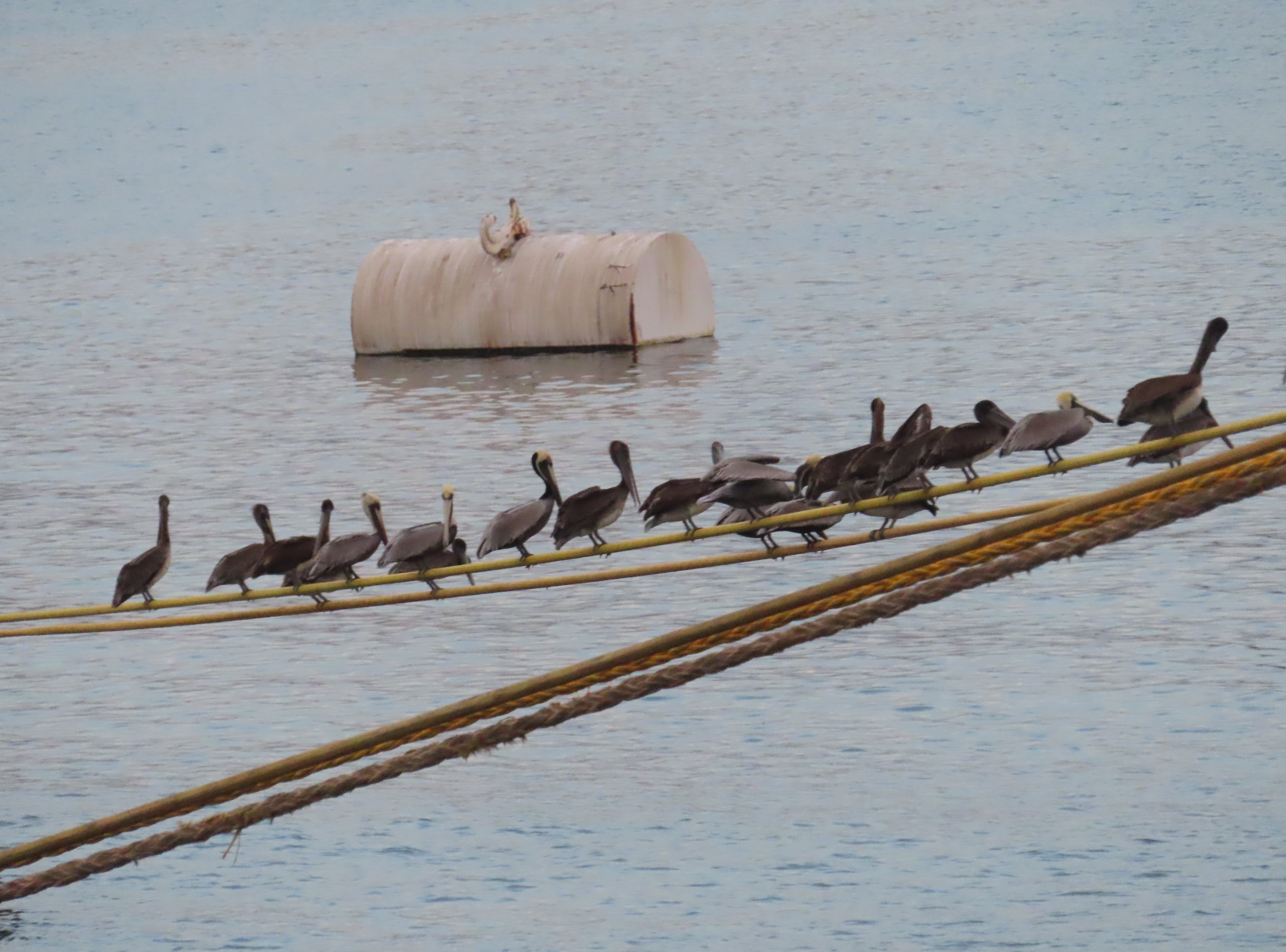 Photo of pelicans queued on a rope