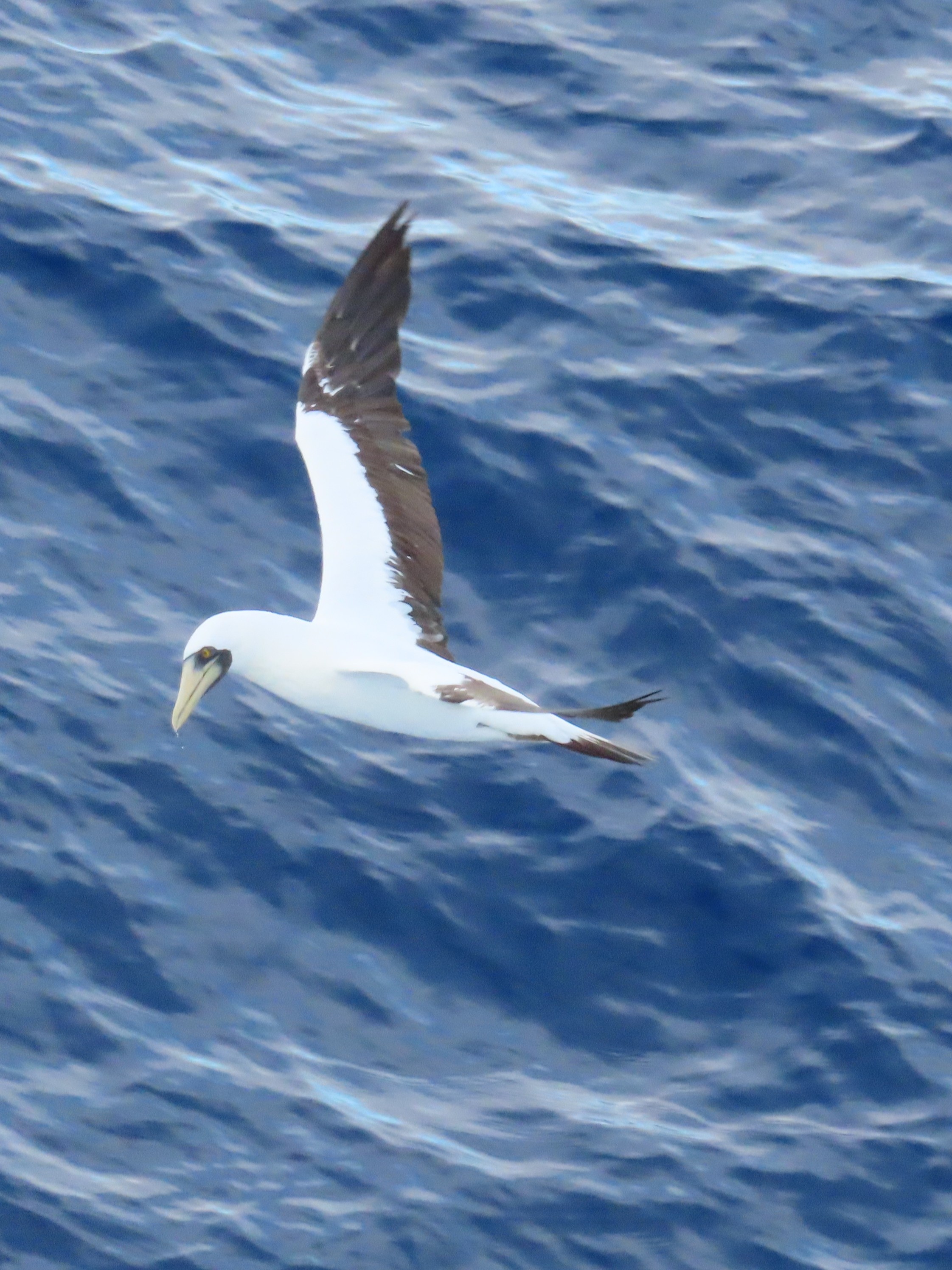 Photo of a masked booby ready to dive