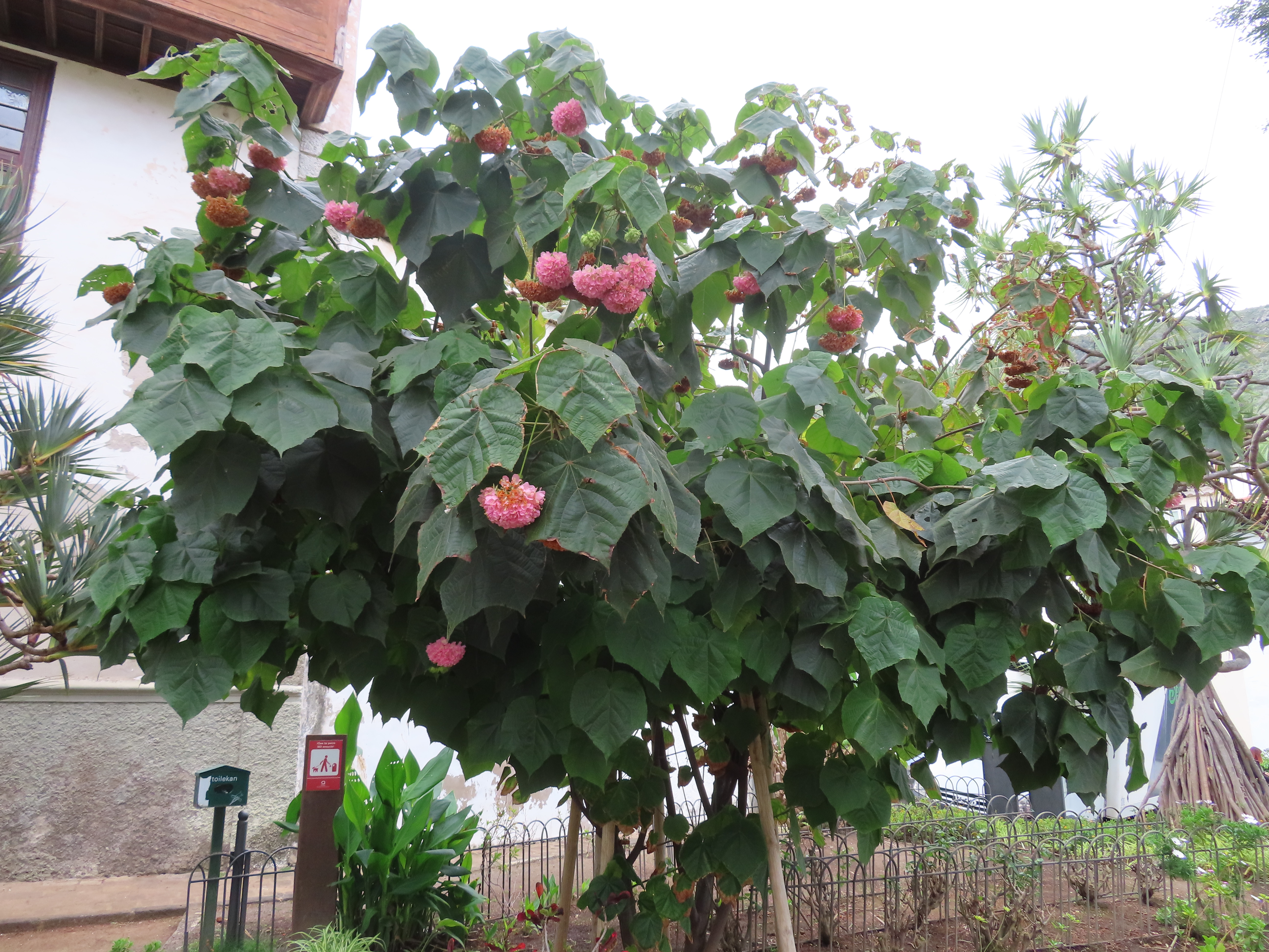 Photo of a tree with large leaves and pink flowers