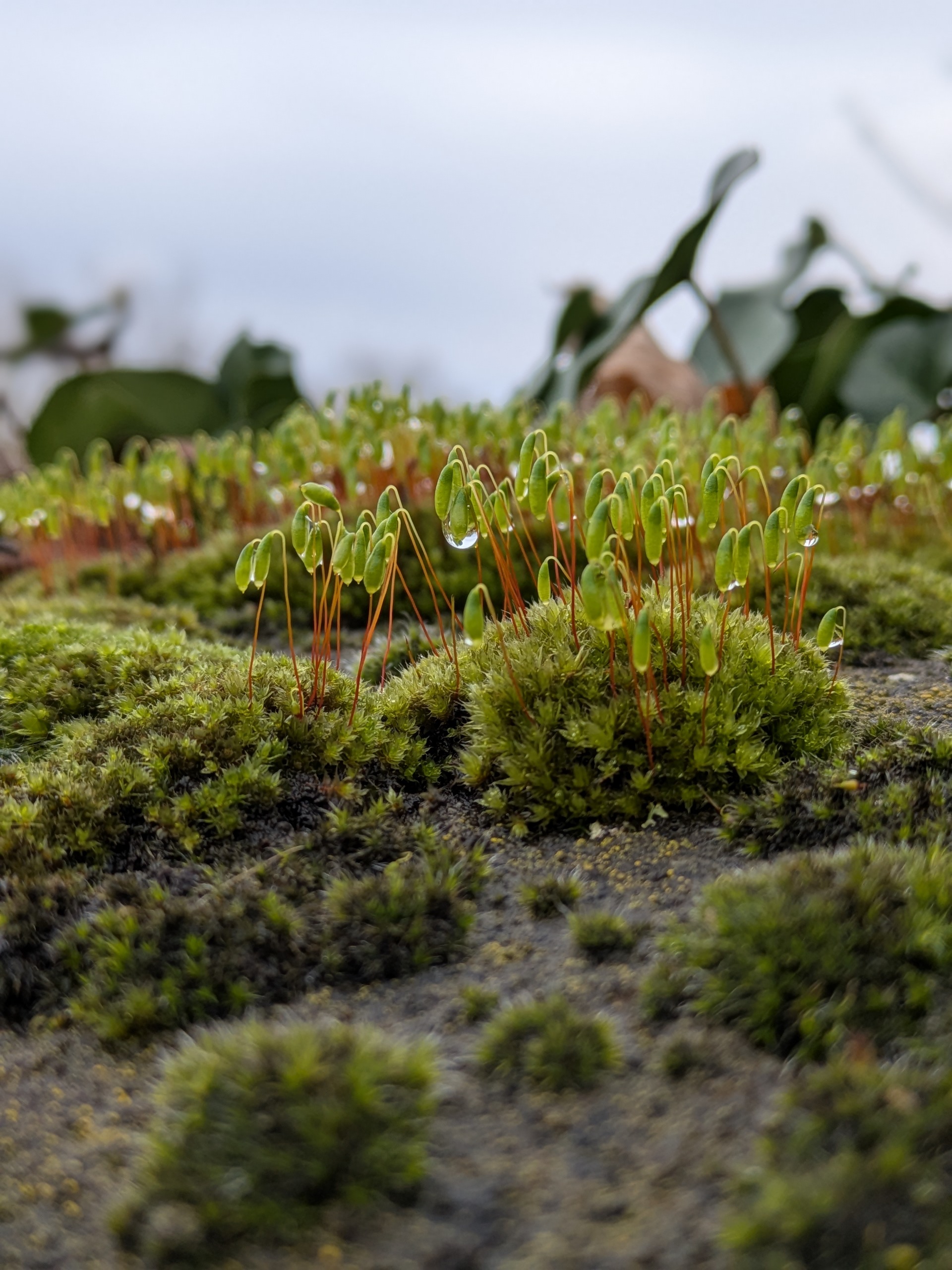 Photo of damp moss