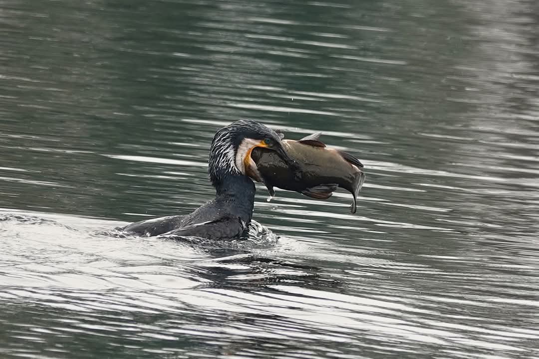 Photo of a cormorant swallowing a huge fish