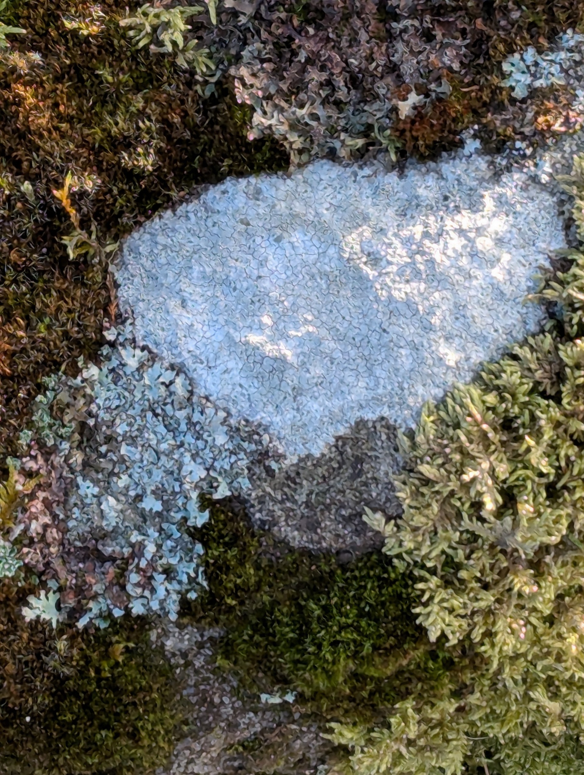 Photo of different lichens covering a rock