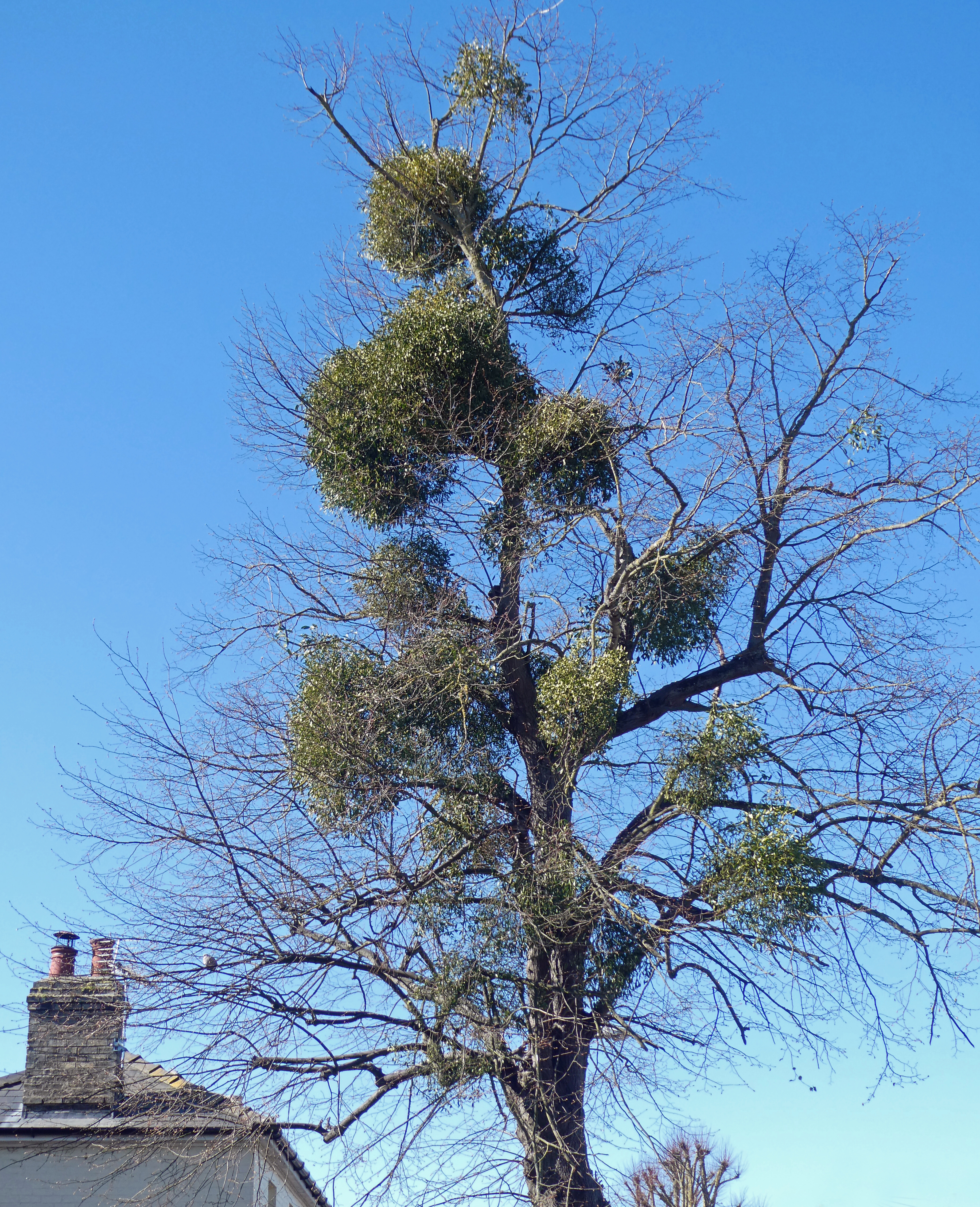 Photo of mistletoe in a tree