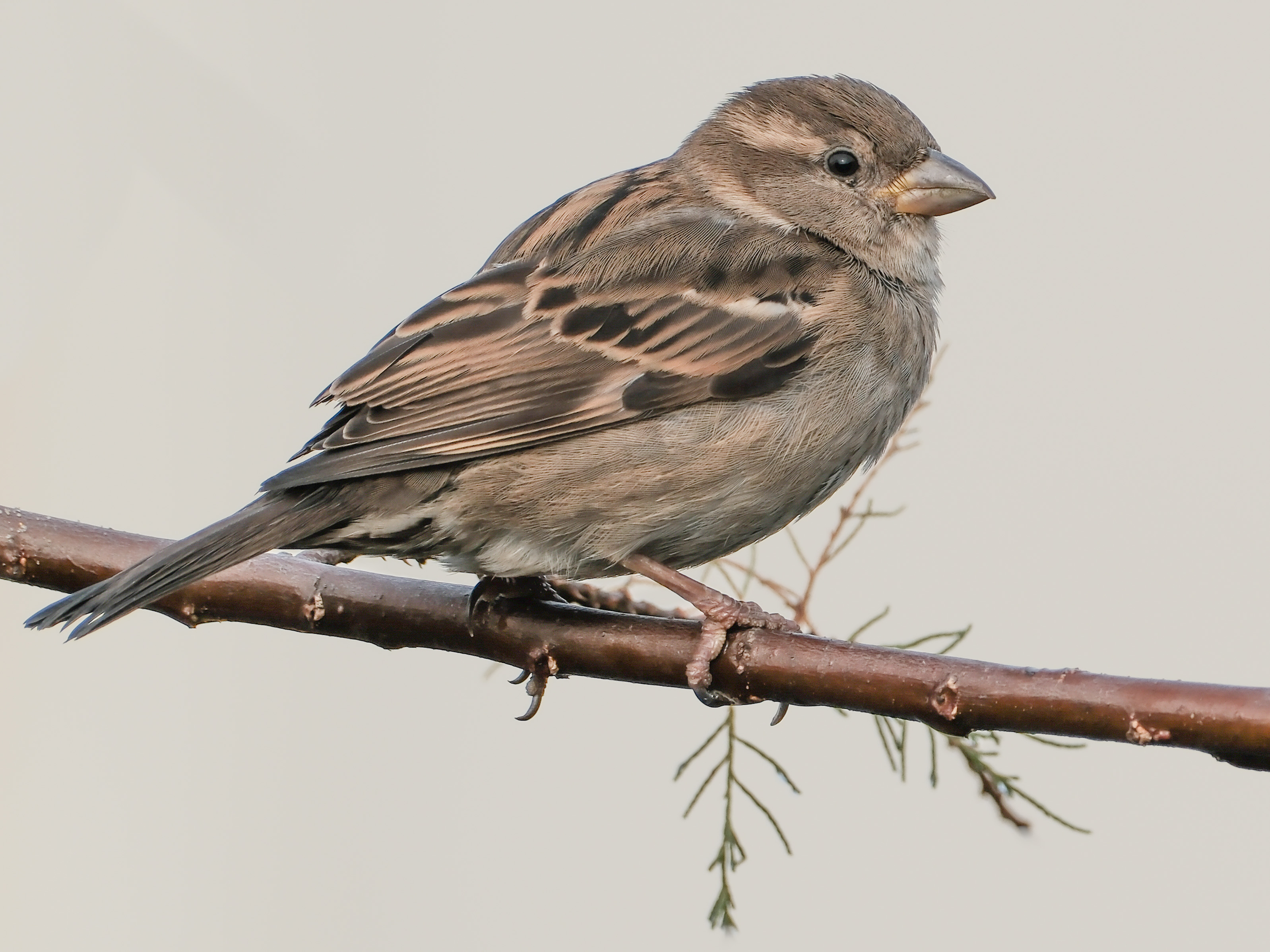 Close up photo of a sparrow